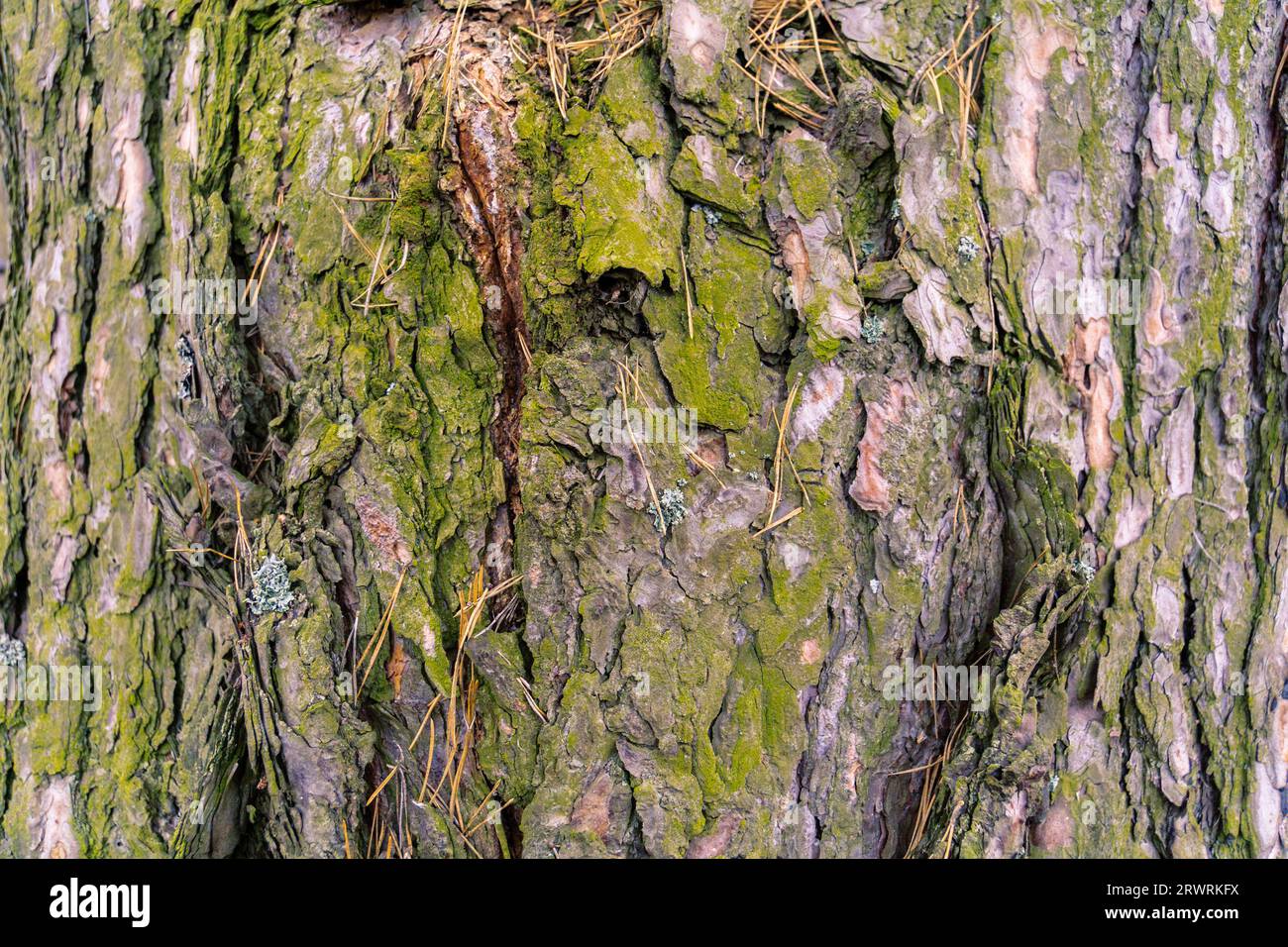 Close up of bark of the pine tree as natural background. Stock Photo