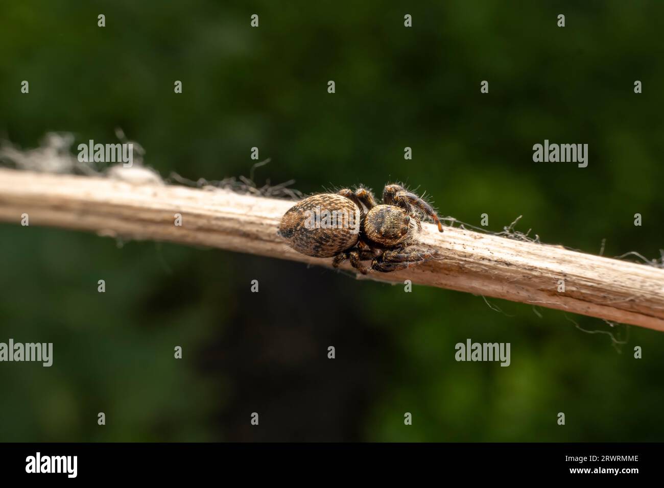 Jumping spiders inhabit the leaves of wild plants Stock Photo - Alamy