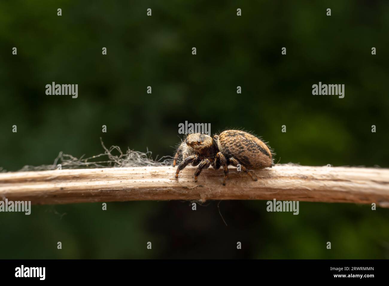 Jumping spiders inhabit the leaves of wild plants Stock Photo - Alamy