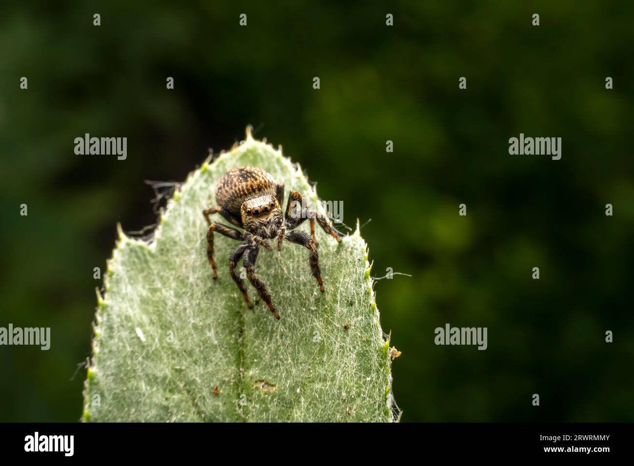 Jumping spiders inhabit the leaves of wild plants Stock Photo - Alamy