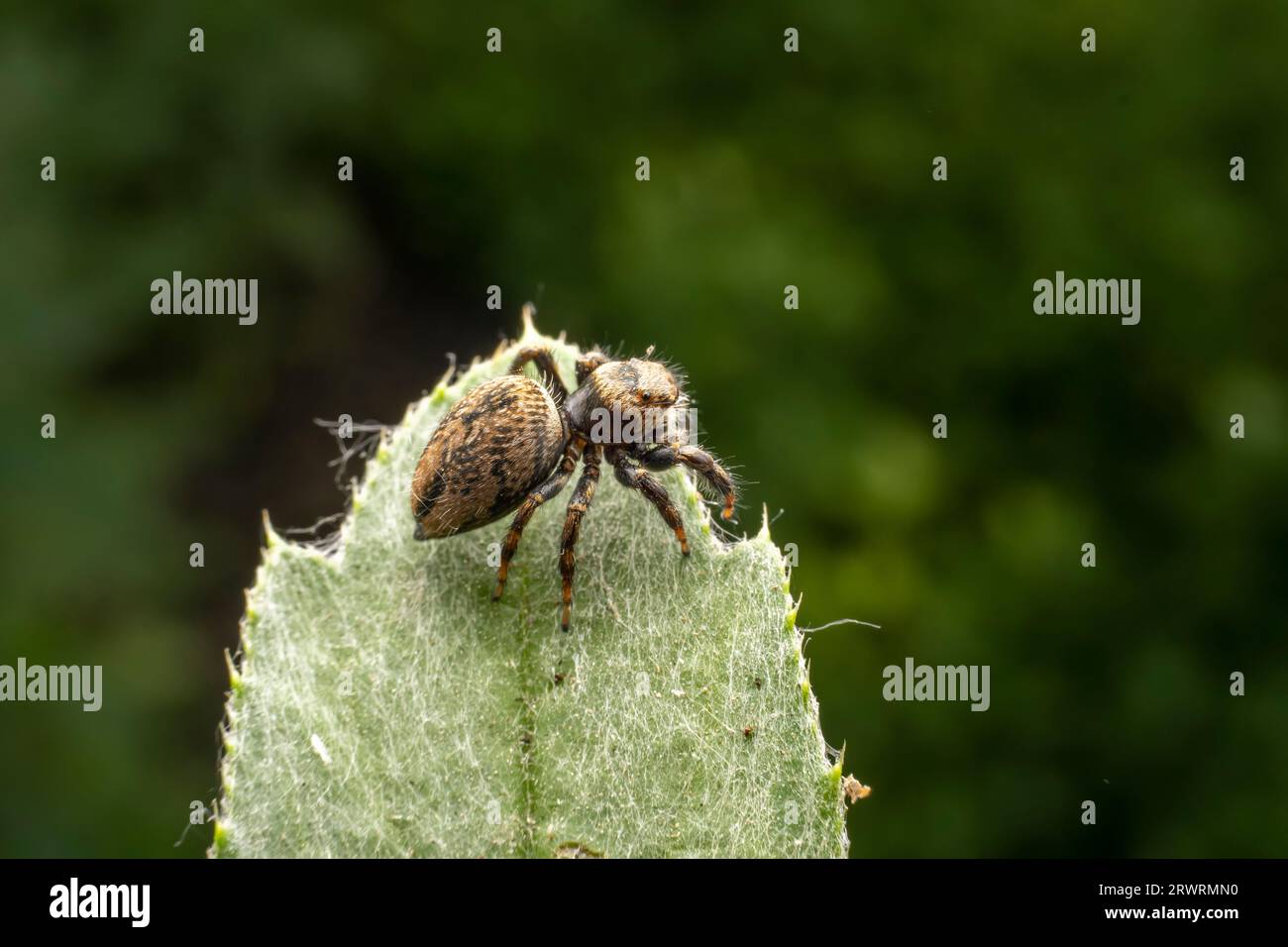 Jumping spiders inhabit the leaves of wild plants Stock Photo - Alamy