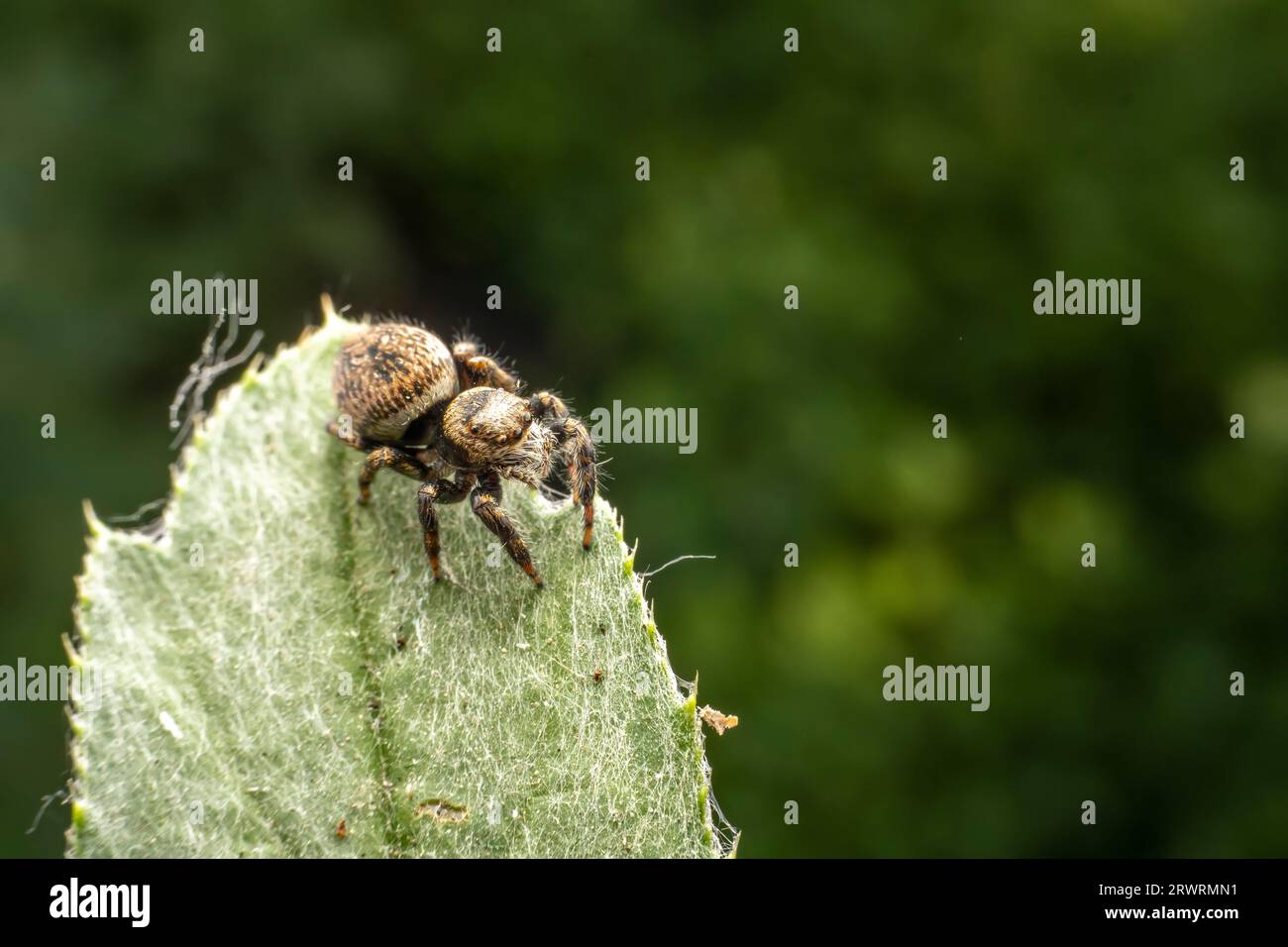 Jumping spiders inhabit the leaves of wild plants Stock Photo - Alamy
