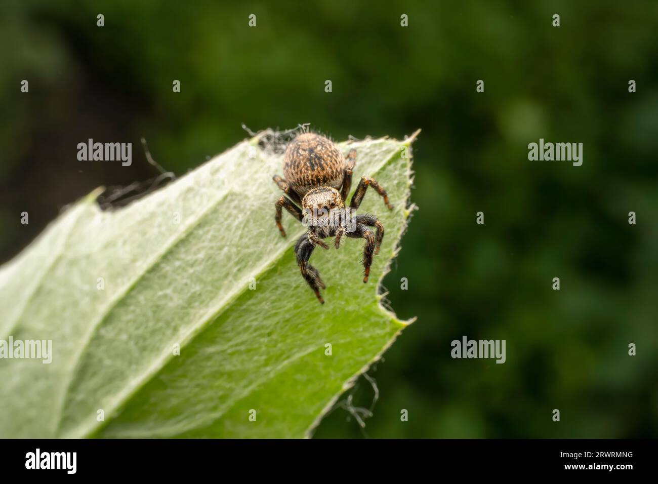 Jumping spiders inhabit the leaves of wild plants Stock Photo - Alamy