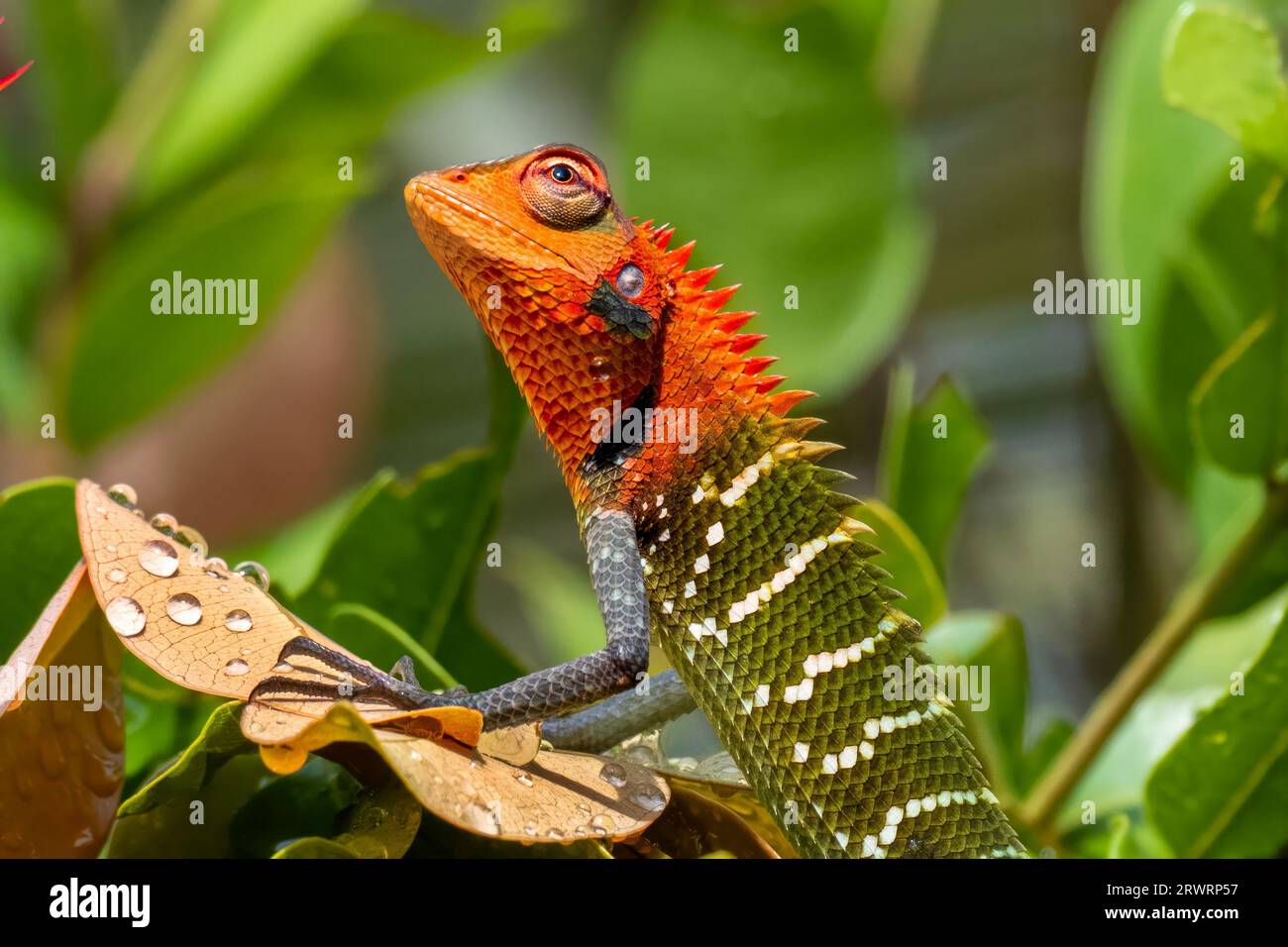 Spineless forest lizard hi-res stock photography and images - Alamy