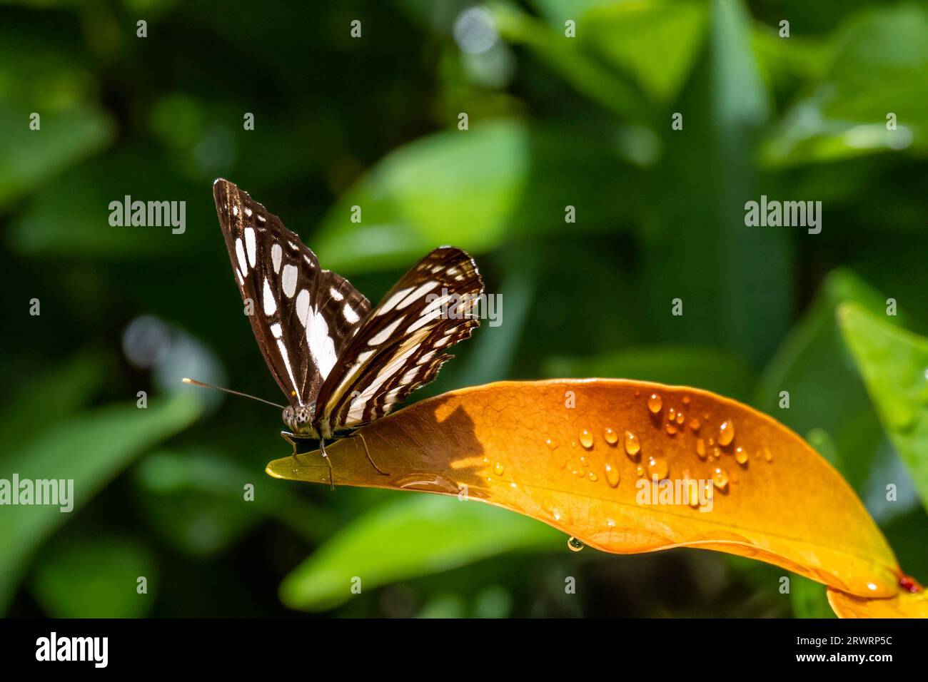 A close-up of a common sailor (Neptis hylas) butterfly perched atop a leaf Stock Photo