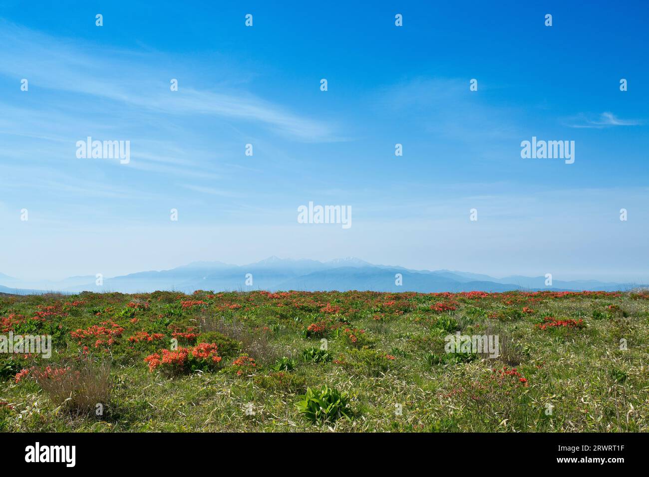 View of the Southern Alps from Kirigamine Plateau where Renge azalea is in bloom Stock Photo