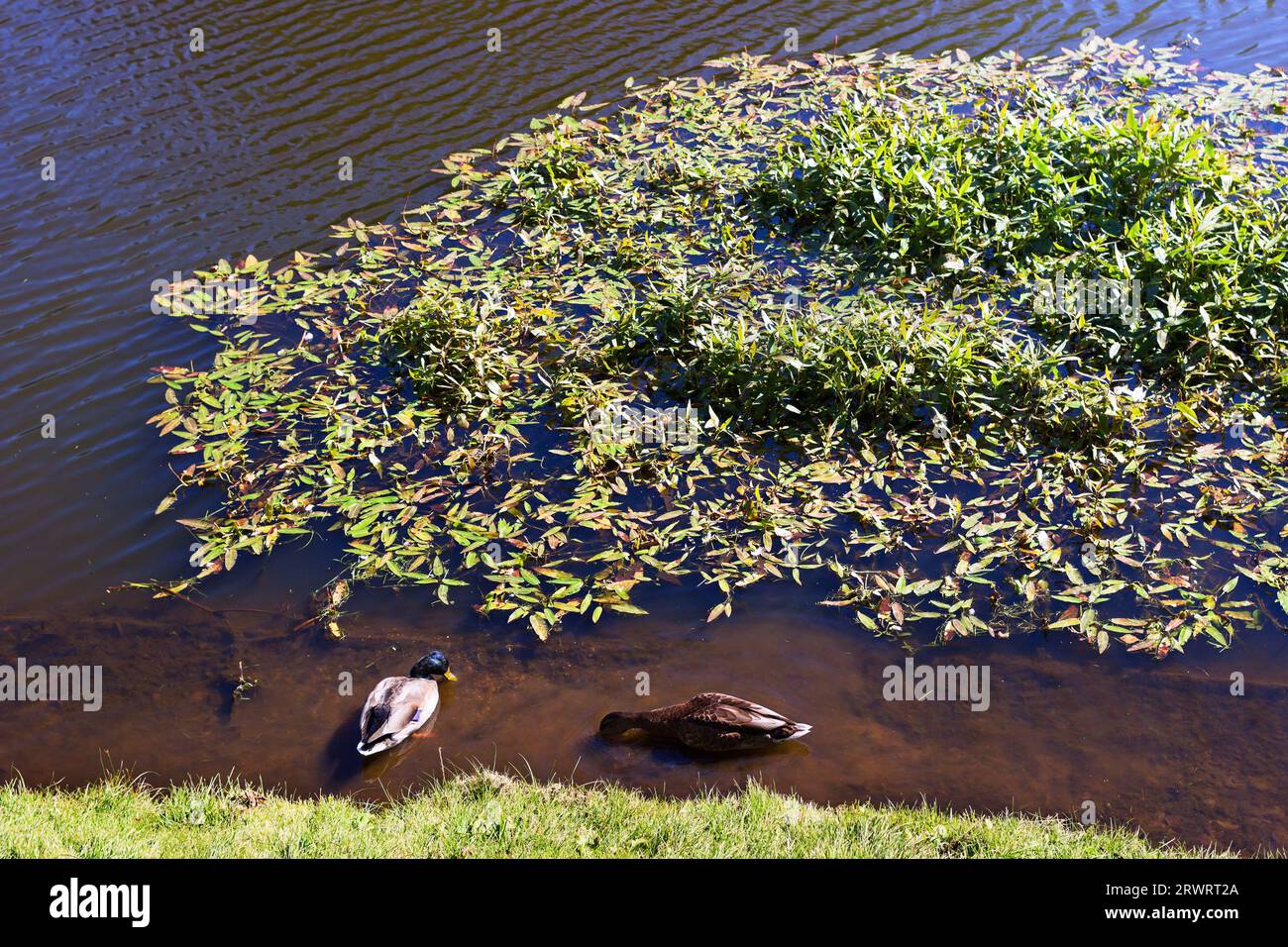 Ducks and Water Smartweed (Persicaria amphibia) in the pond at the end of summer Stock Photo