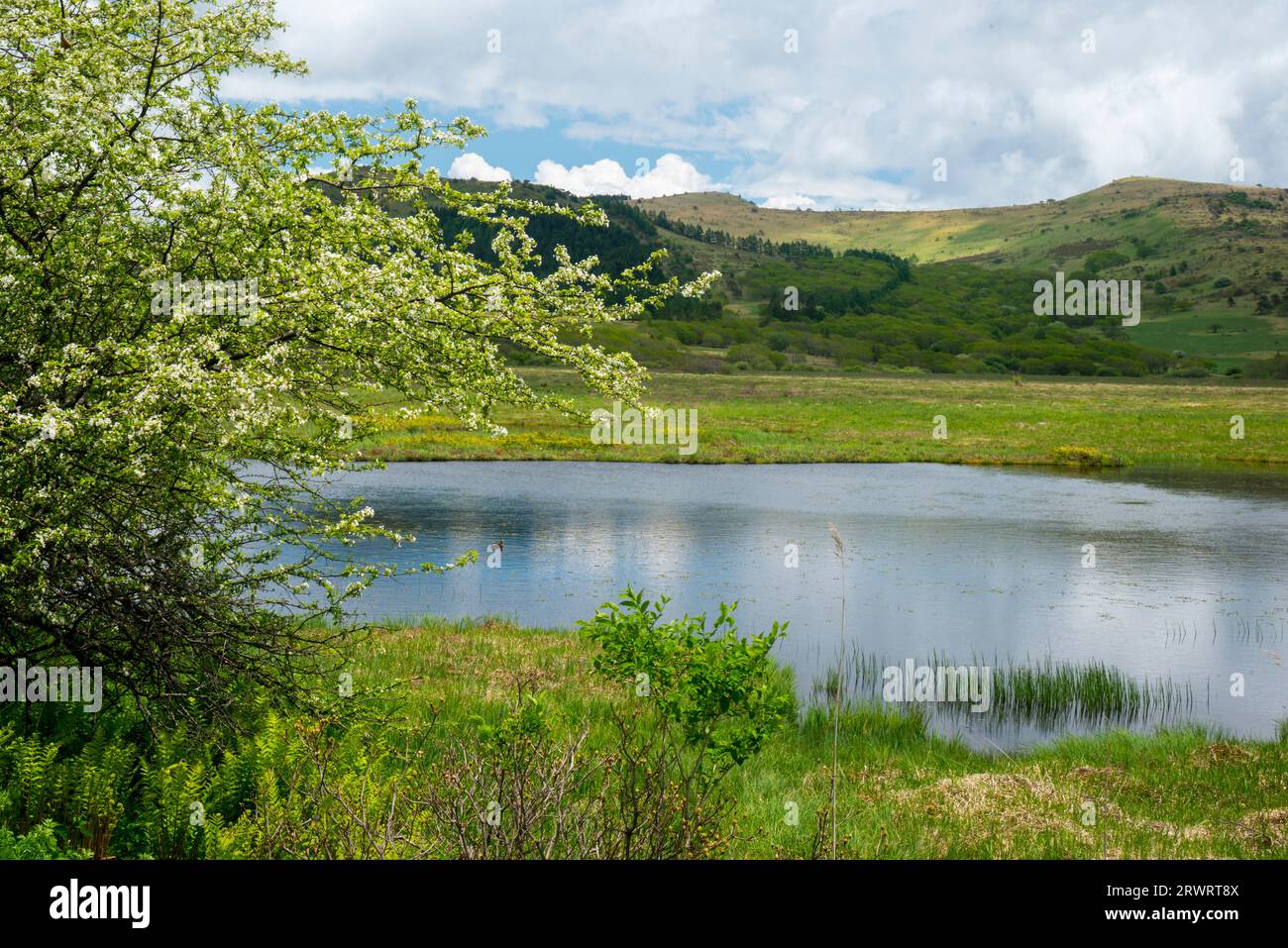 Kirigamine Yashimagahara marshland in full bloom of white pear Stock Photo