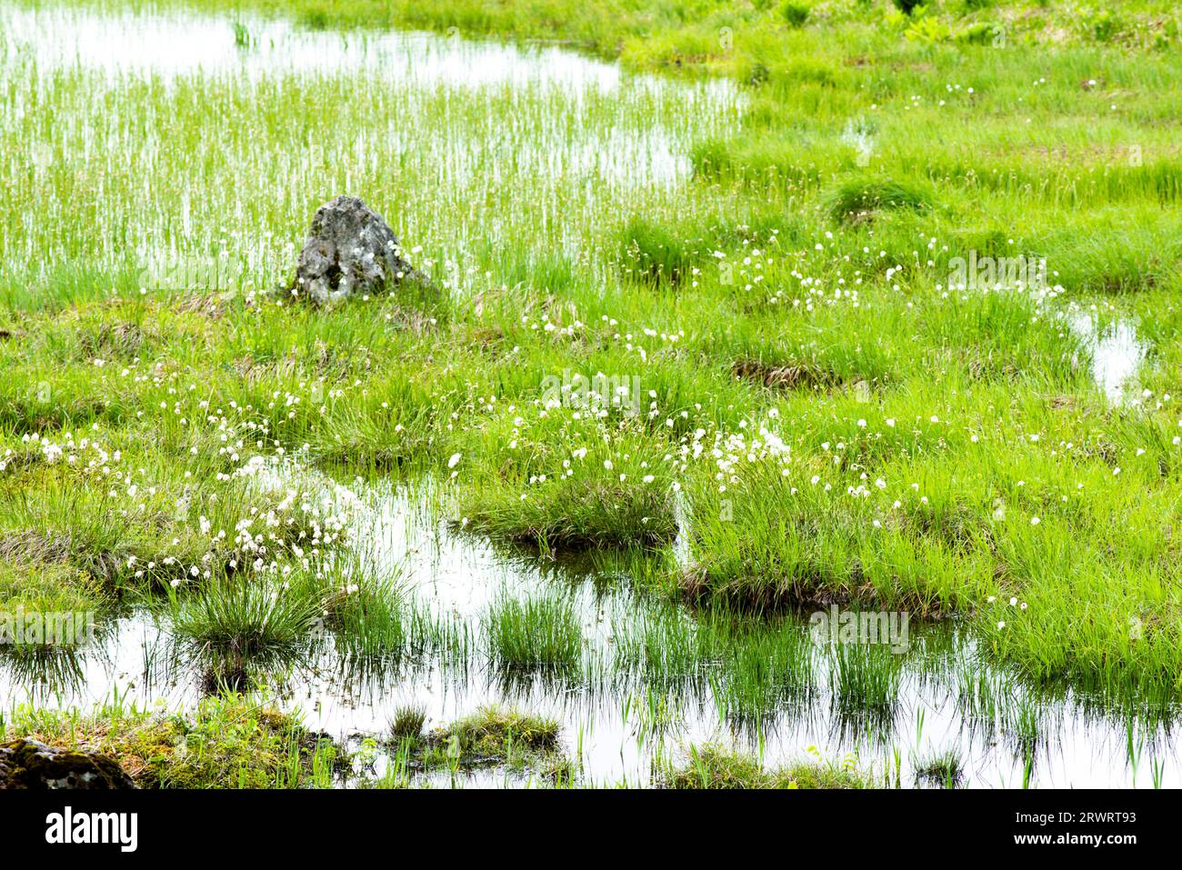Kirigamine Plateau Yashima Marsh Stock Photo