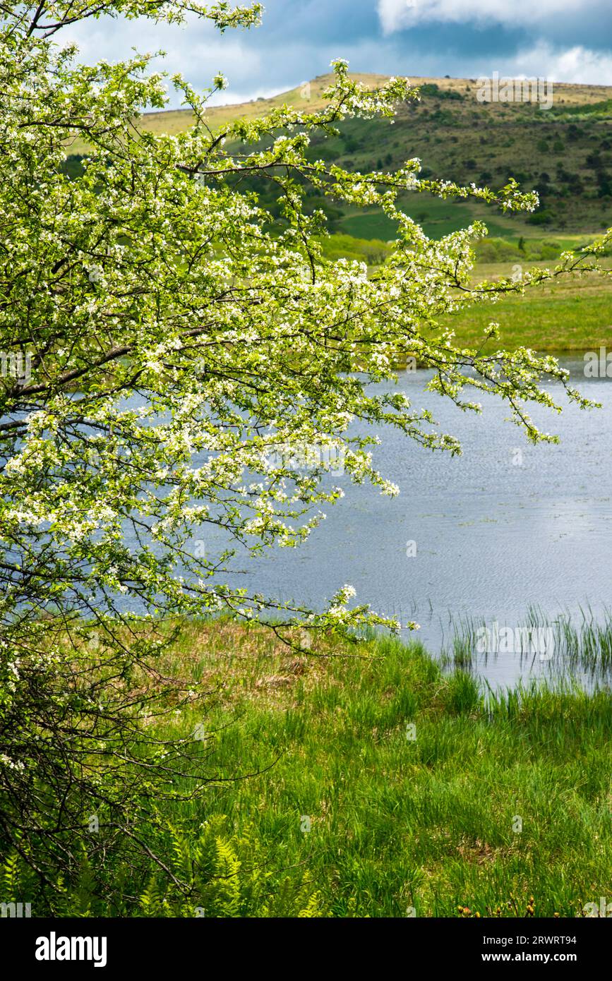 Kirigamine Yashimagahara marshland in full bloom of white pear Stock Photo