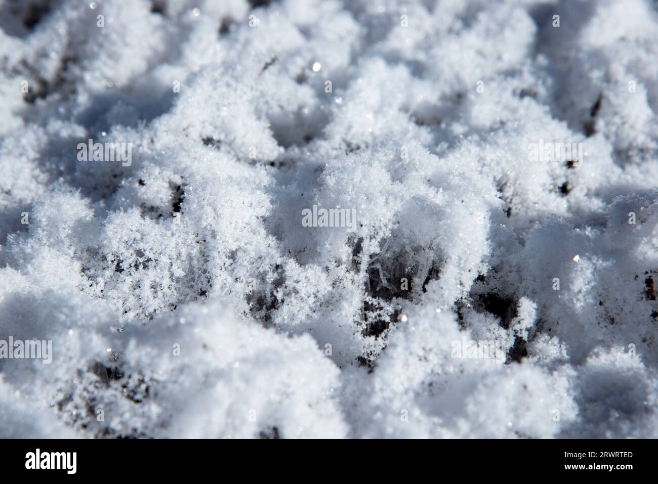Frost flowers Stock Photo