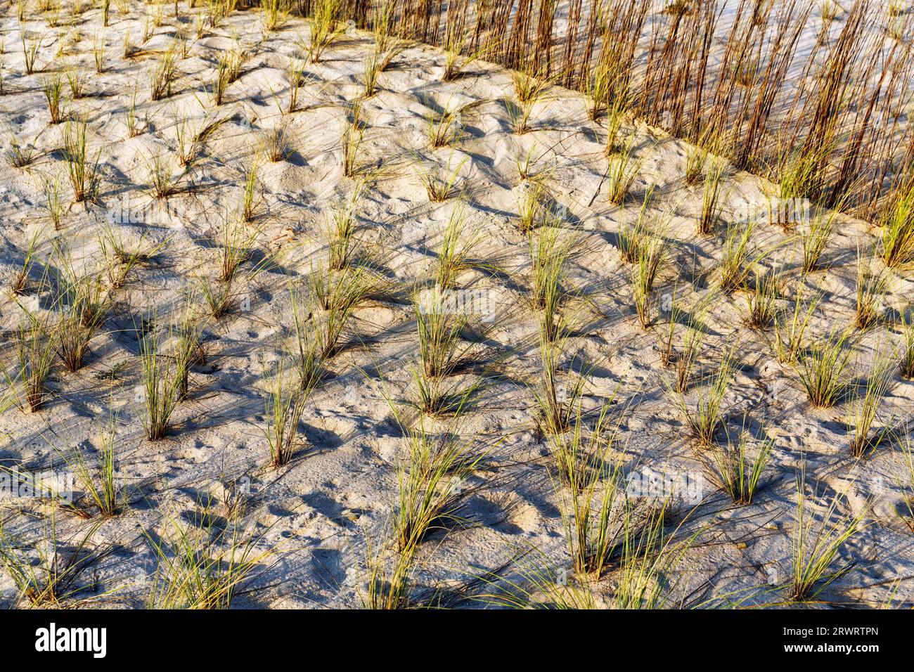 Planting grasses in dunes, dune protection, Praia do Malhão, Vila Nova de Milfontes, Vicentine Coast and Southwest Alentejo Natural Park, Costa Vicent Stock Photo