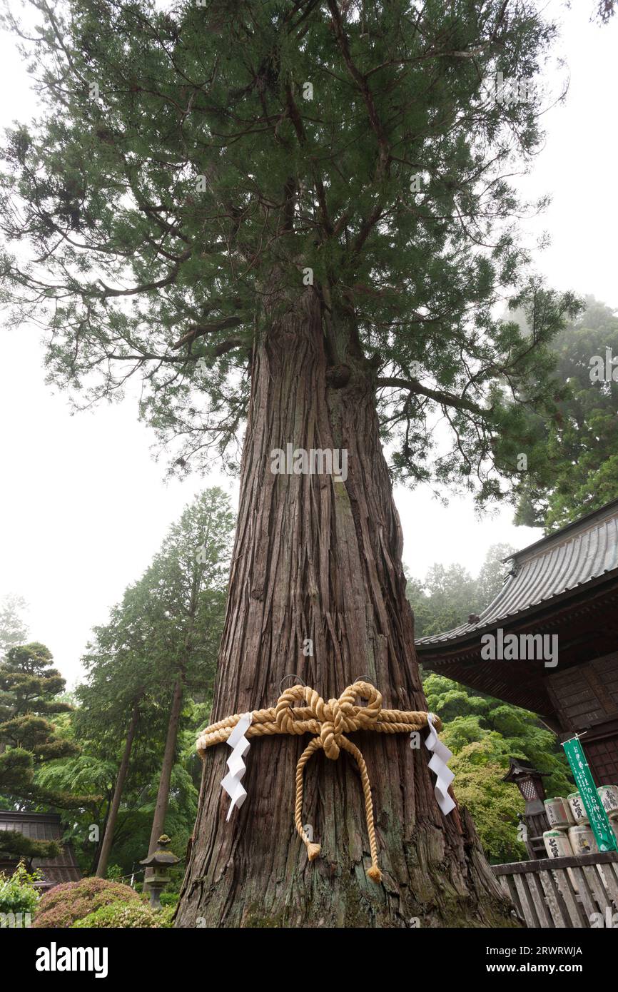 Taro fuji cedar hi-res stock photography and images - Alamy