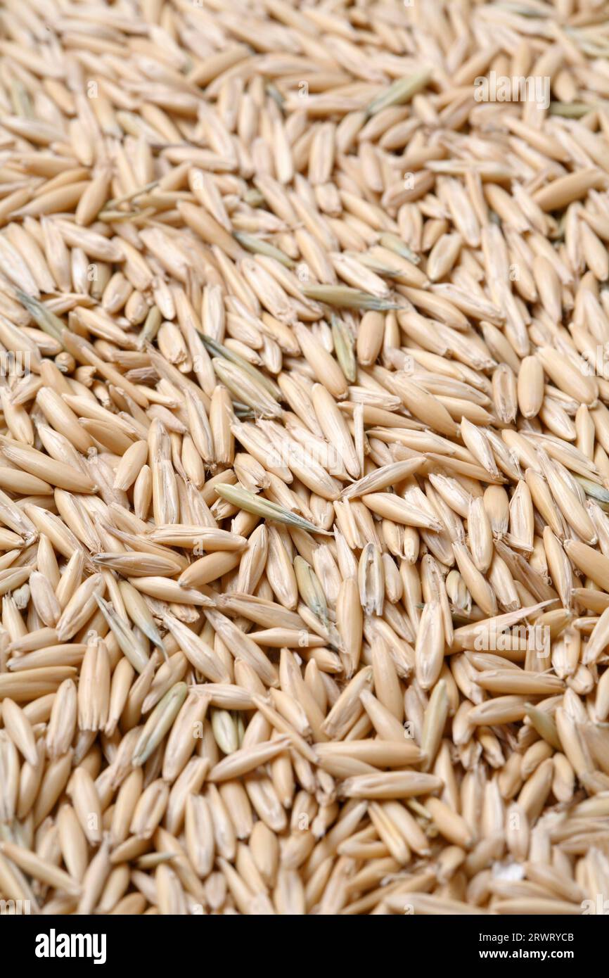 Oat grain with husks Stock Photo
