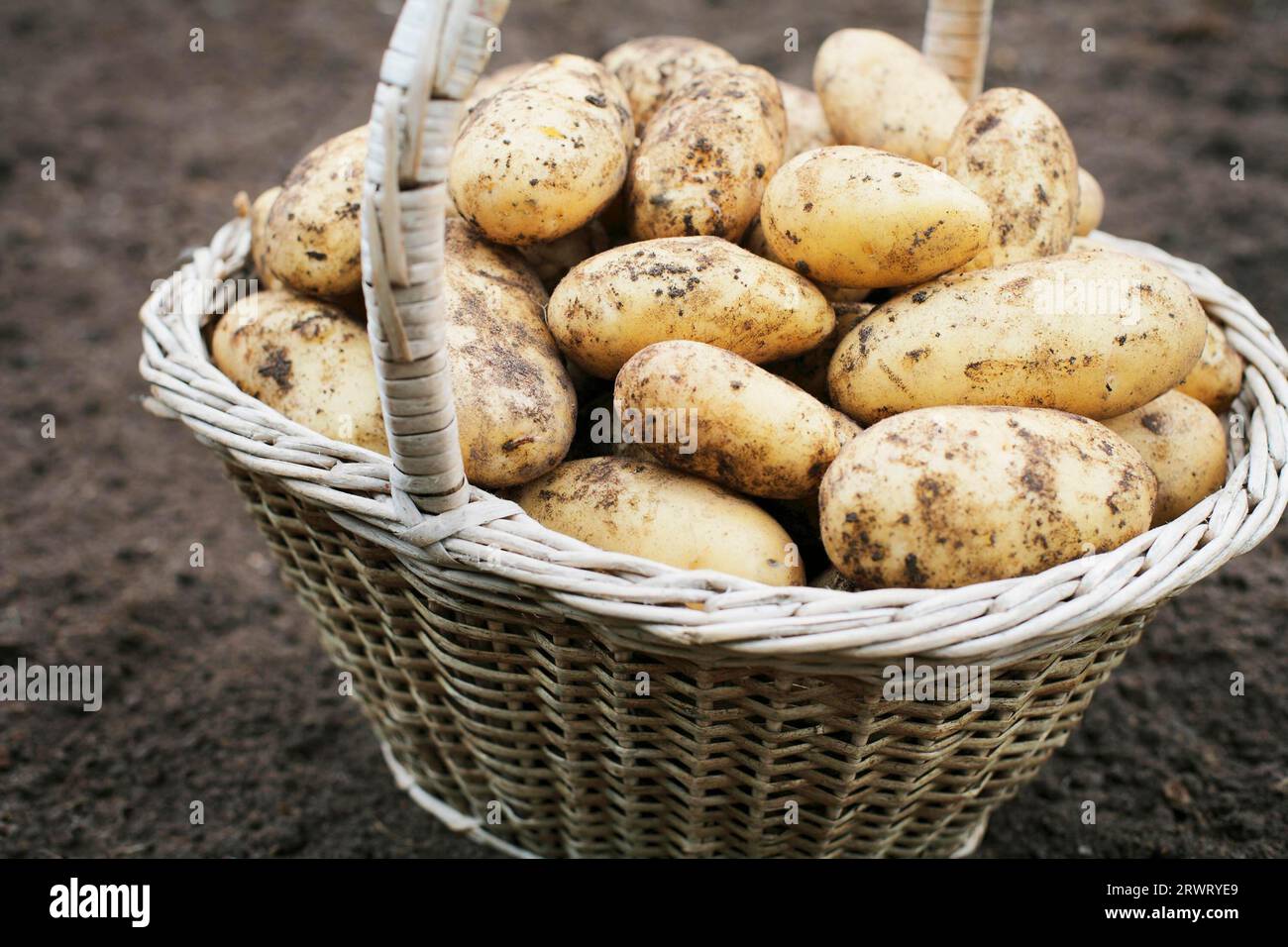 Harvested dirty potatoes in an old basket Stock Photo