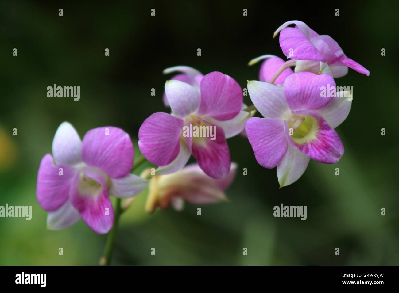 Vanda, Orchidee Stock Photo