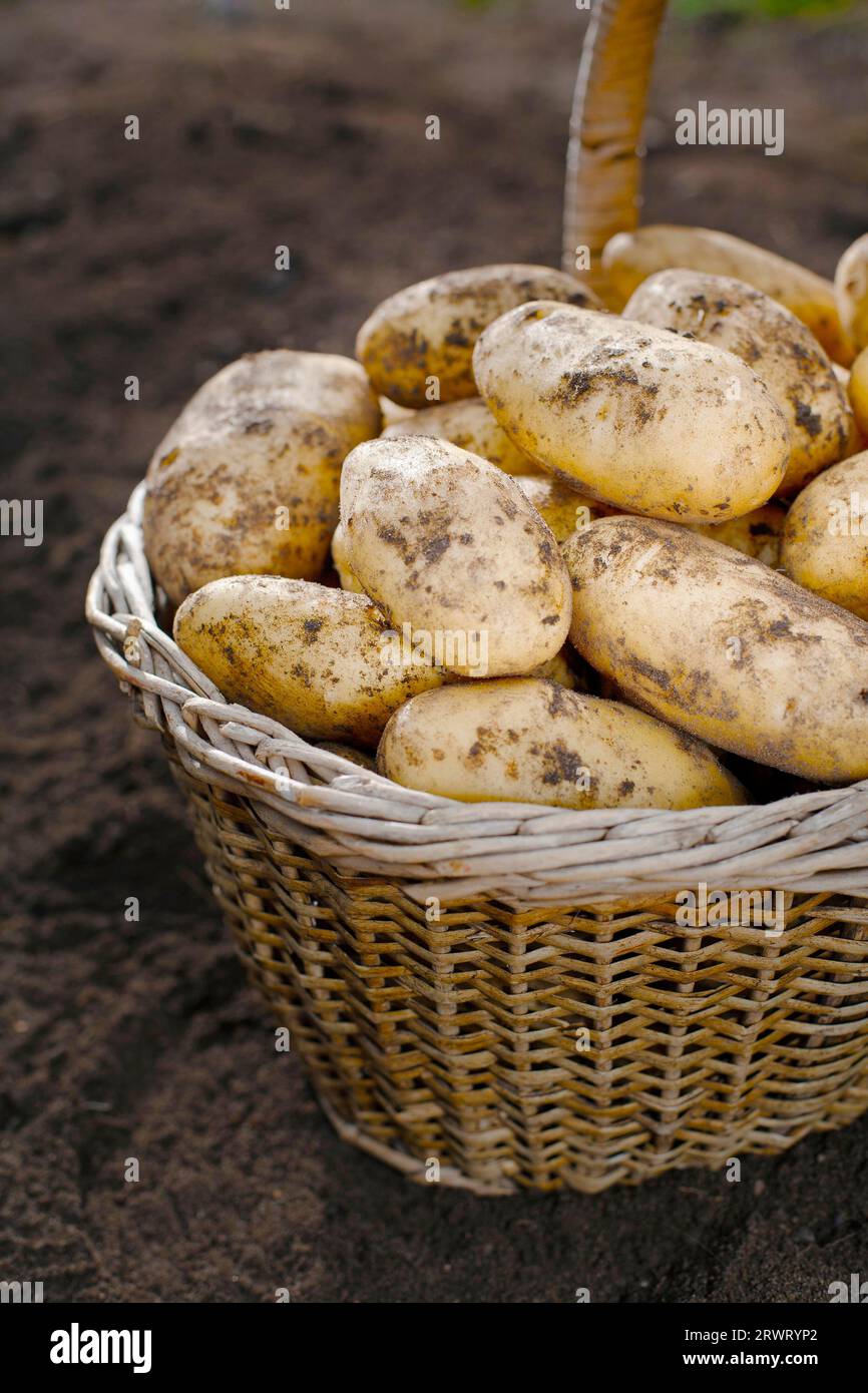 Harvested potatoes in an old wicker basket Stock Photo