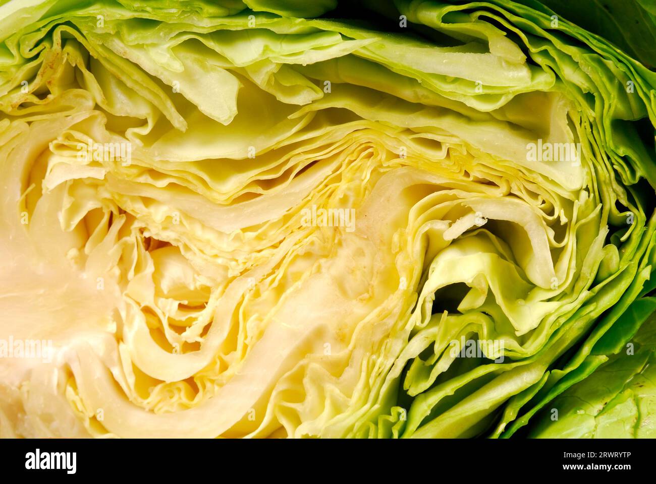 Macro of a cut cabbage head Stock Photo Alamy