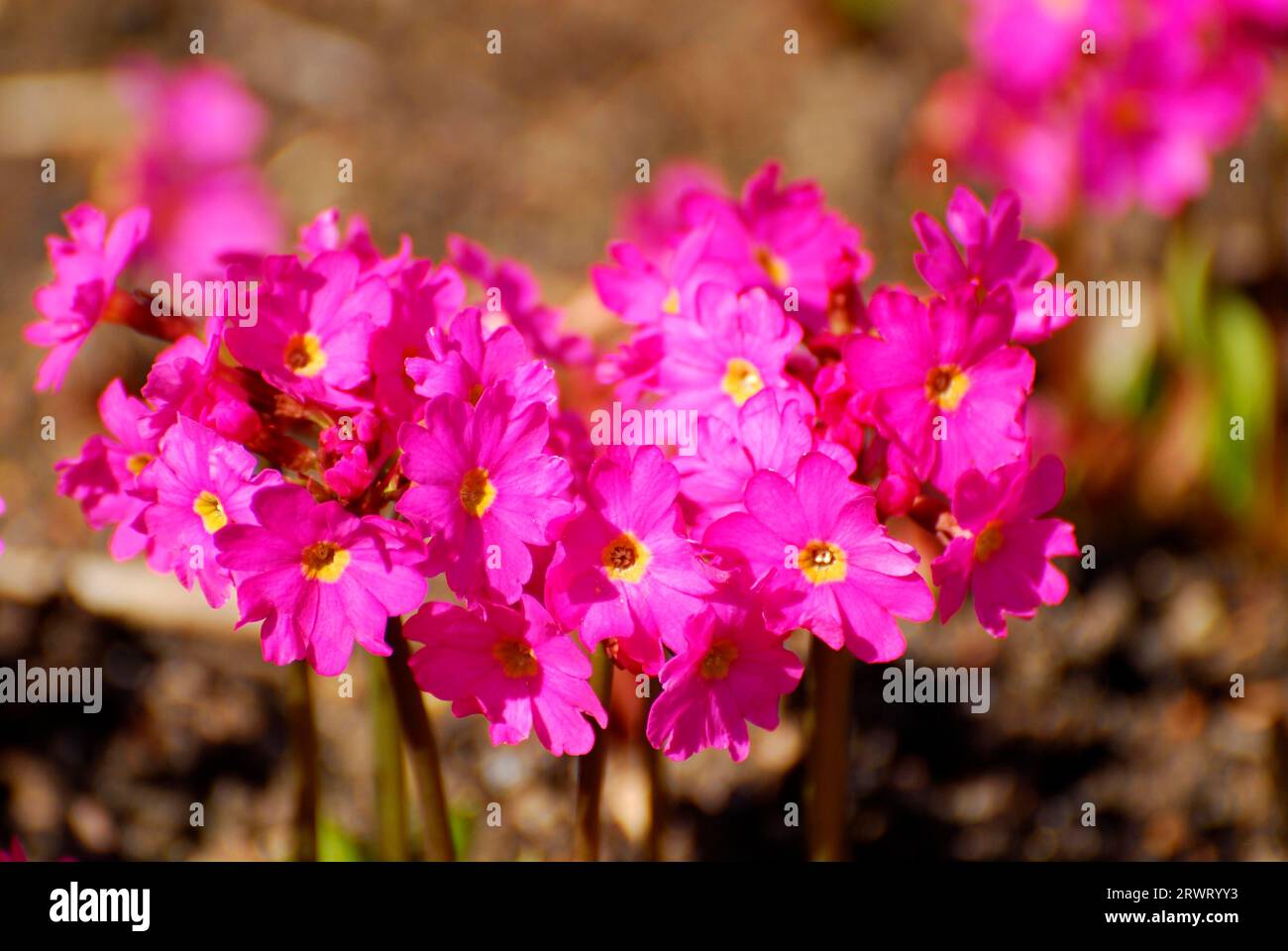(Primula) rosea, Primel Stock Photo