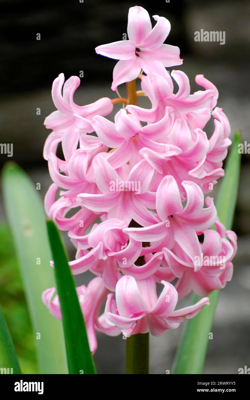 Garten Hyazinthe, Hyacinthaceae (Hyacinthus) orientalis Stock Photo