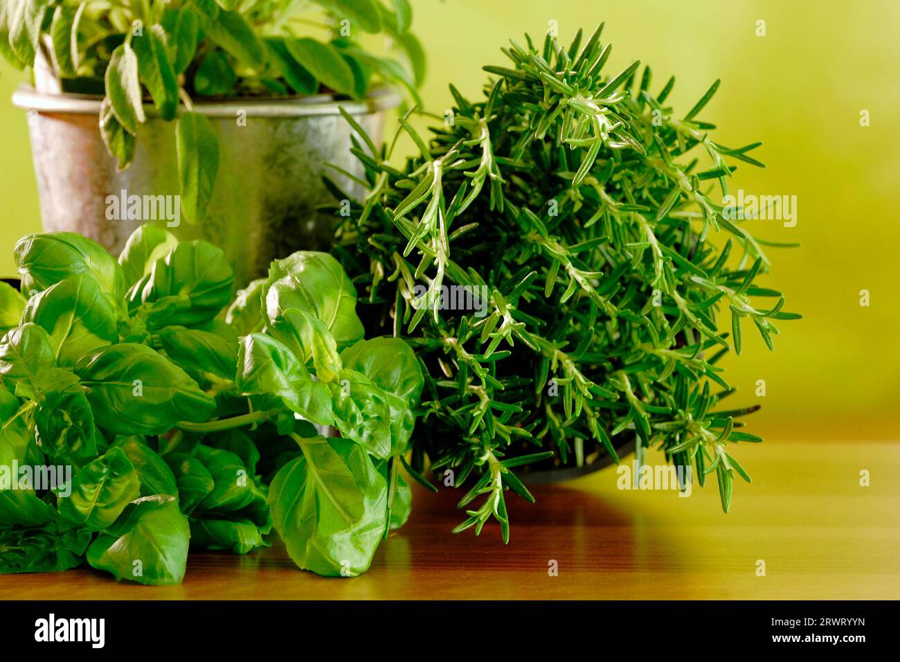 Basil, rosemary and sage in a pot against a green background. Basil and Rosemary in front of a green background Stock Photo
