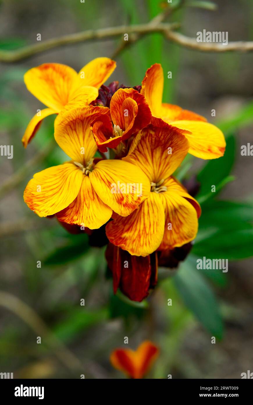 cheiri, Goldlack, Wallflower (Cheiranthus) Stock Photo