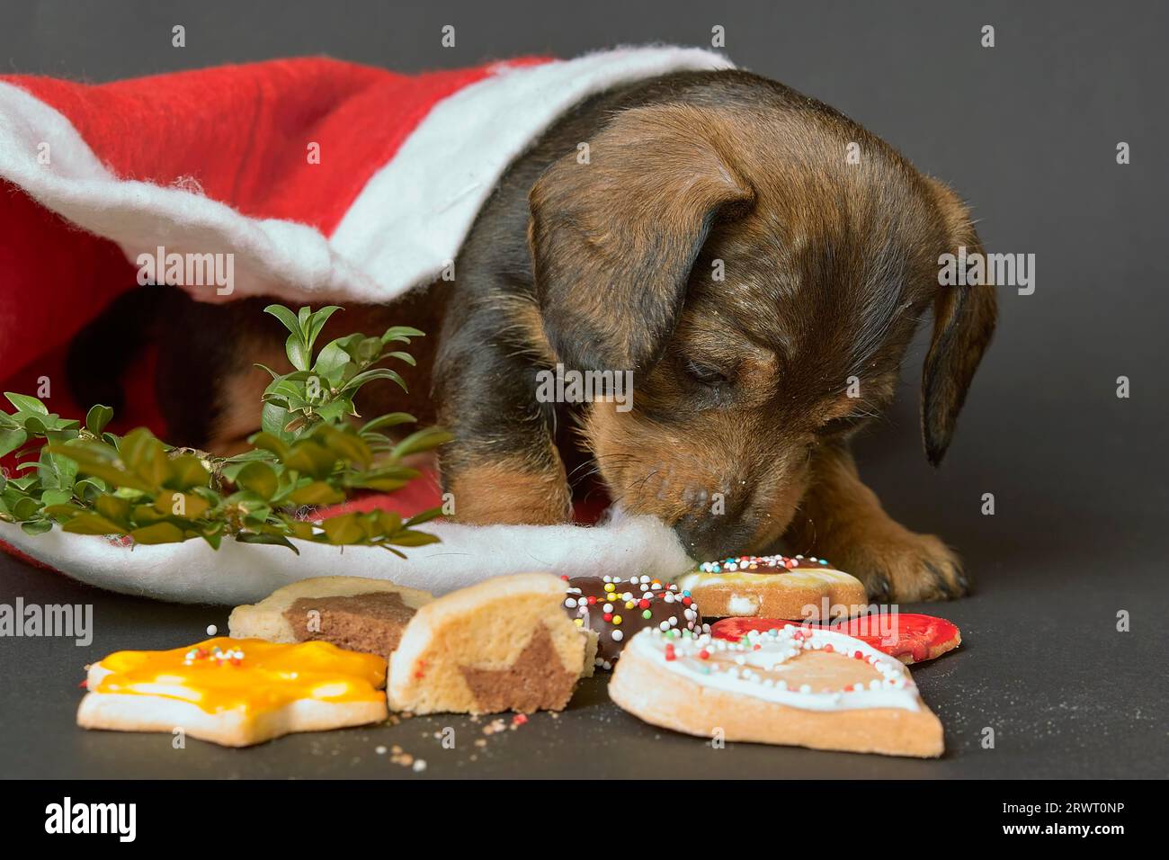 Dachshund puppy stands under a Santa hat and sniffs at the biscuits. Studio shot in landscape format Stock Photo