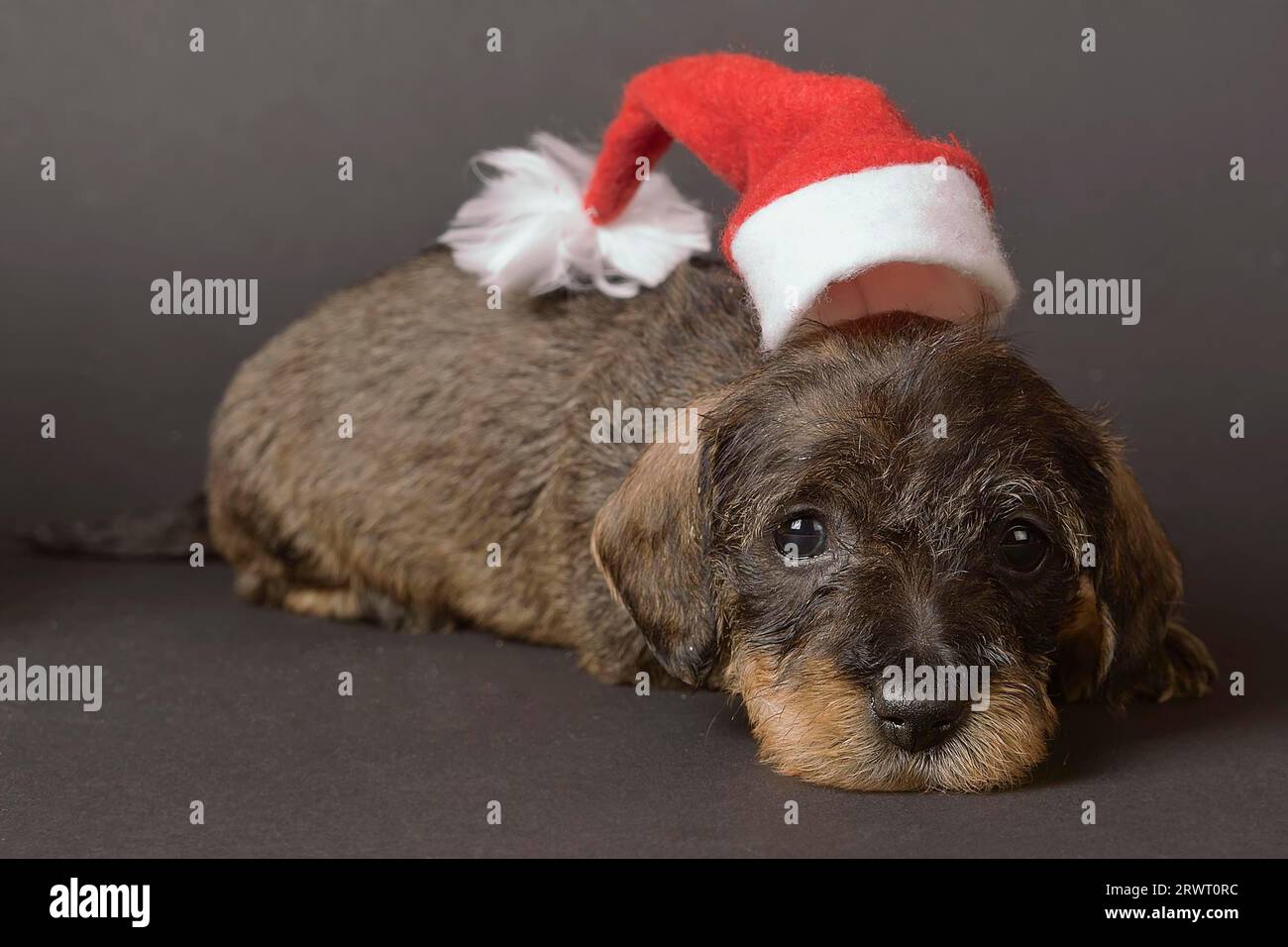 A dachshund puppy with a pointed cap on its head looks directly into ...