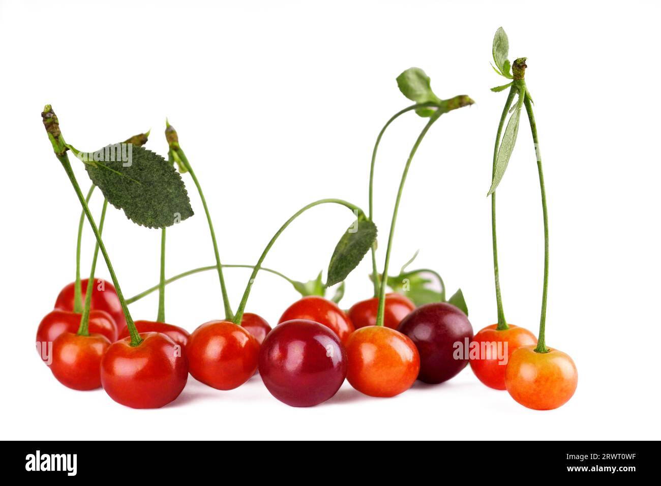 Sweet cherries with stem and leaves on white background Stock Photo Alamy