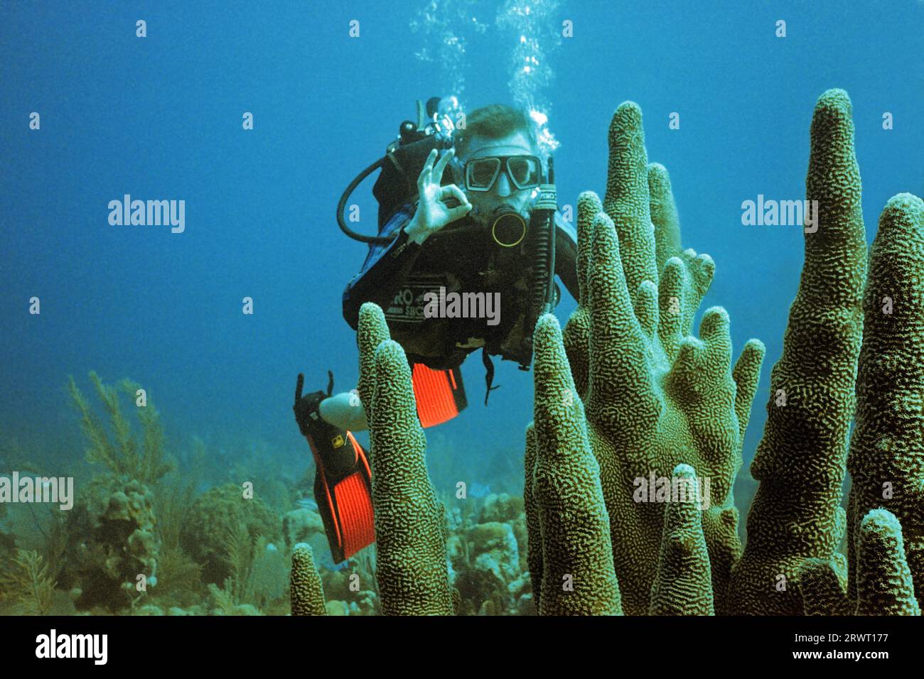 Divers in front of coral, Cayo Largo Cuba Stock Photo