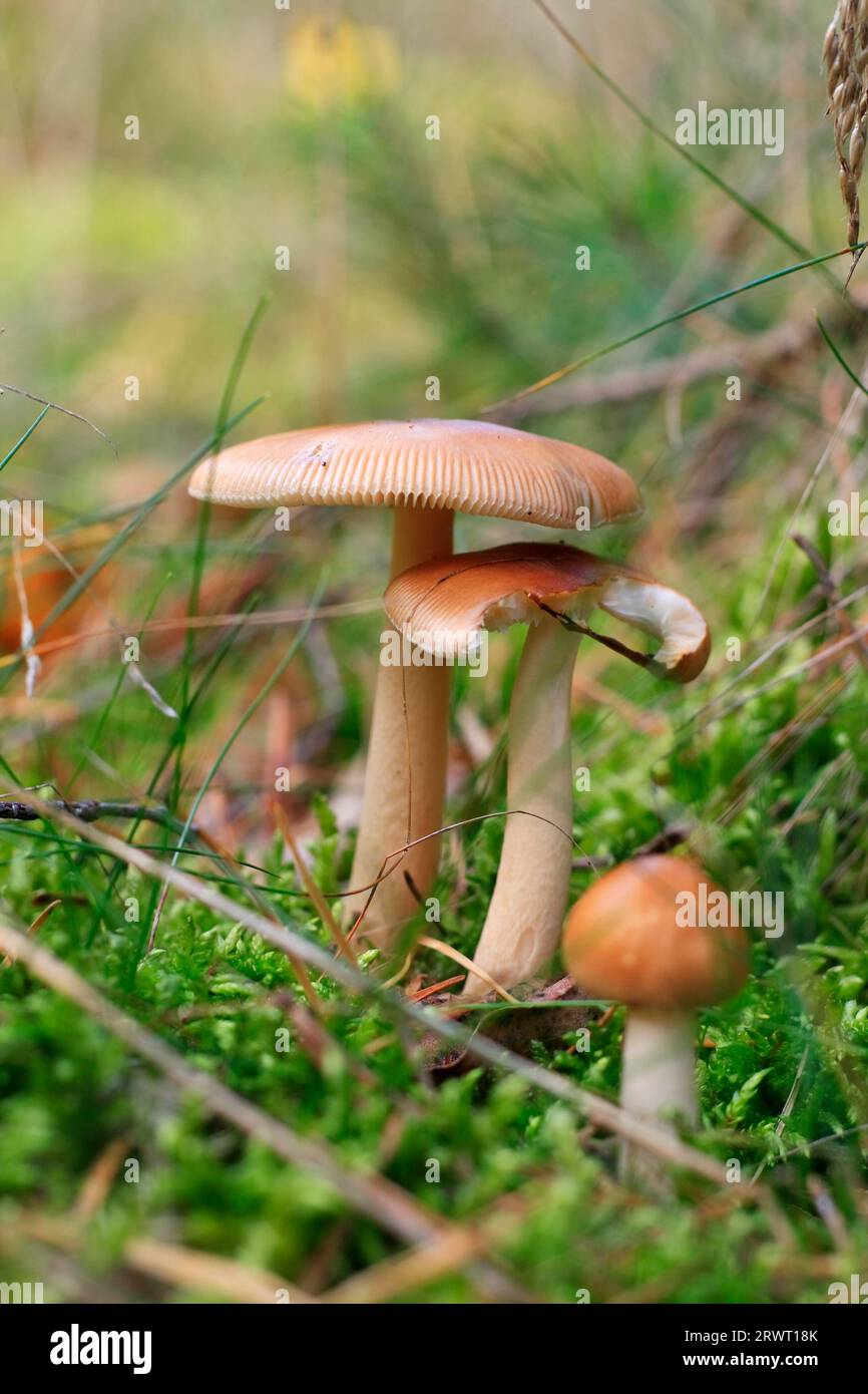 Mild waxy mushroom, Russula puellaris (Russulaceae), various stages Stock Photo