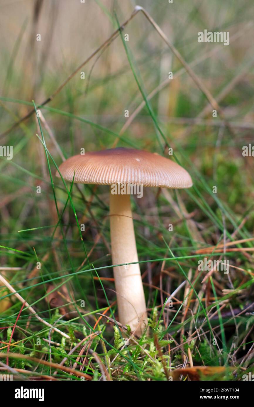 Mild waxy mushroom, Russula puellaris (Russulaceae) Stock Photo