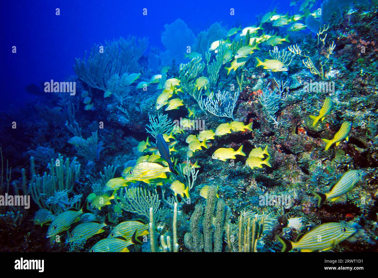 School of blue-striped and French grunts, Cayo Largo Cuba, Aquario dive ...