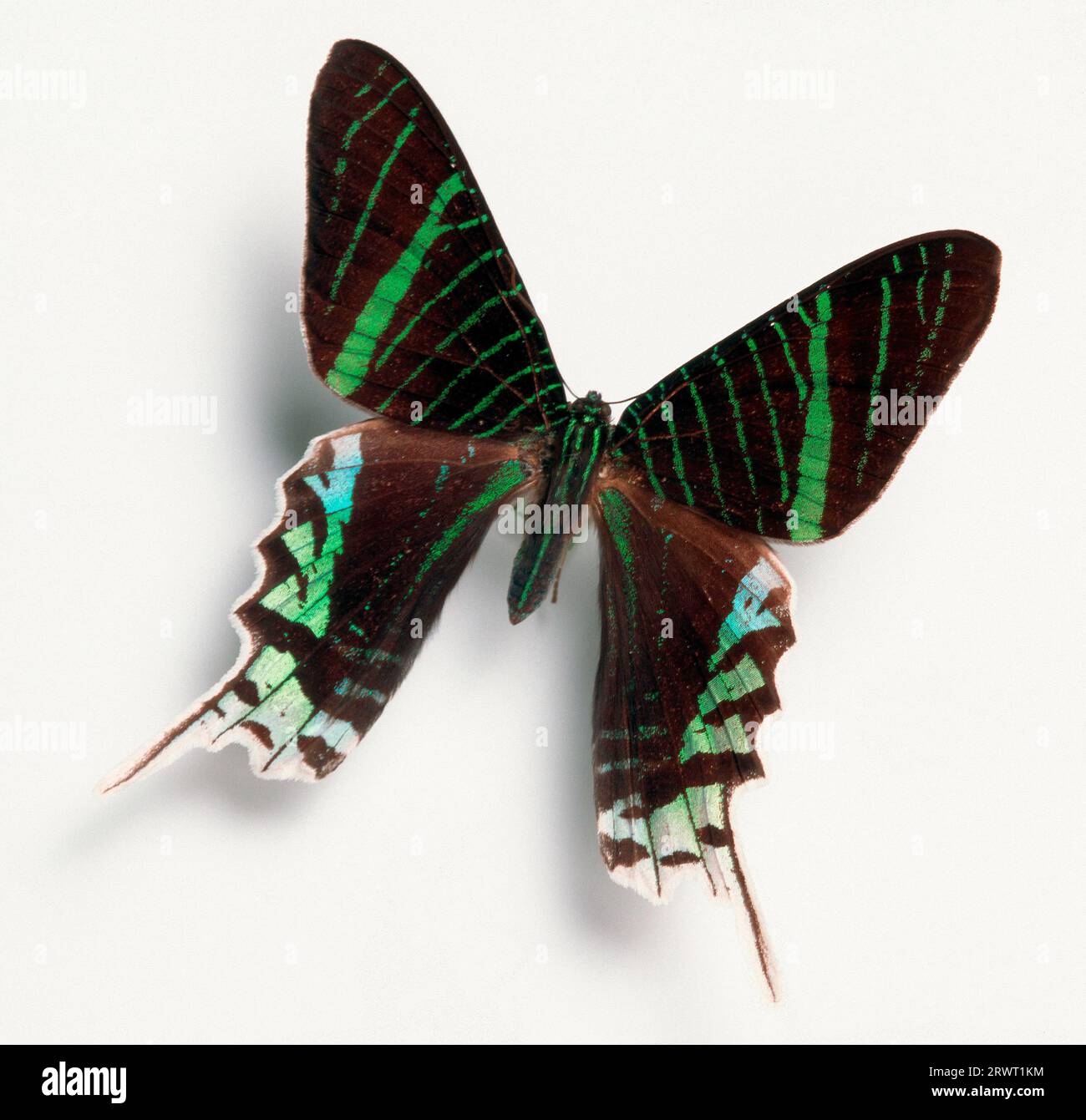 Large colourful butterfly, freestanding Stock Photo Alamy