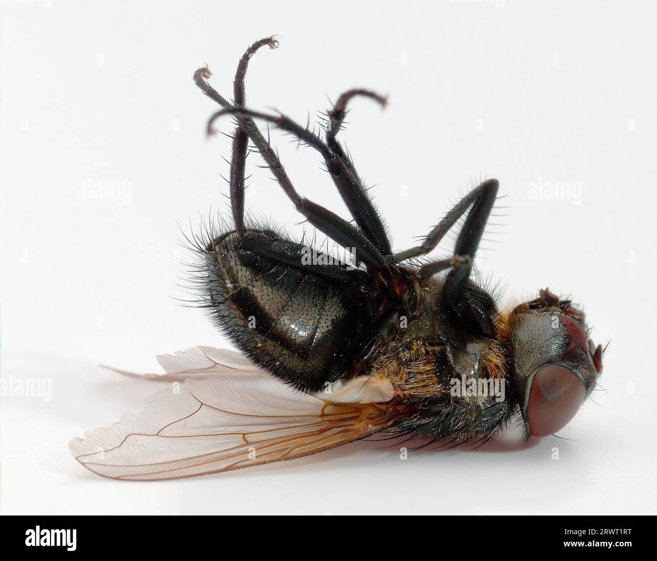 Dead fly lies on its back Stock Photo