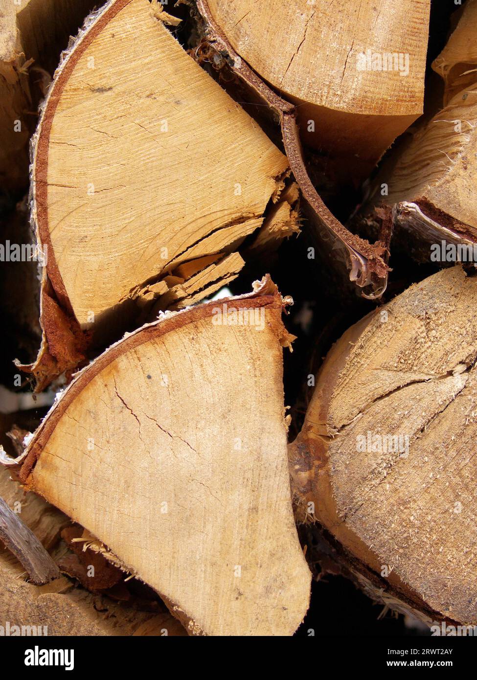 Five birch logs, three of them cut Stock Photo