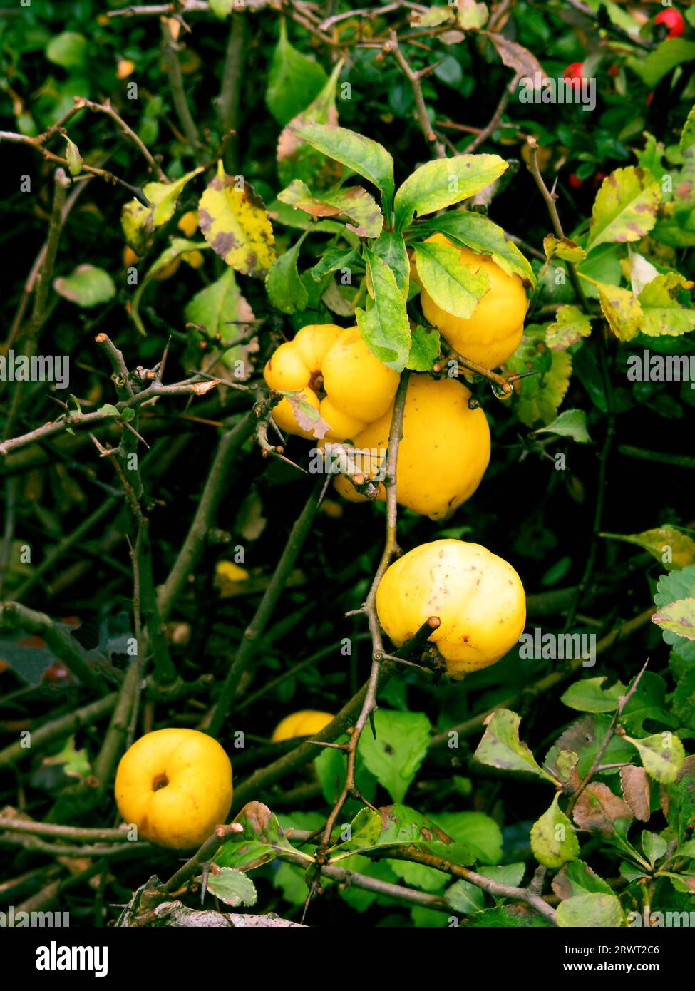 Quince bush with some fruits in the undergrowth Stock Photo Alamy
