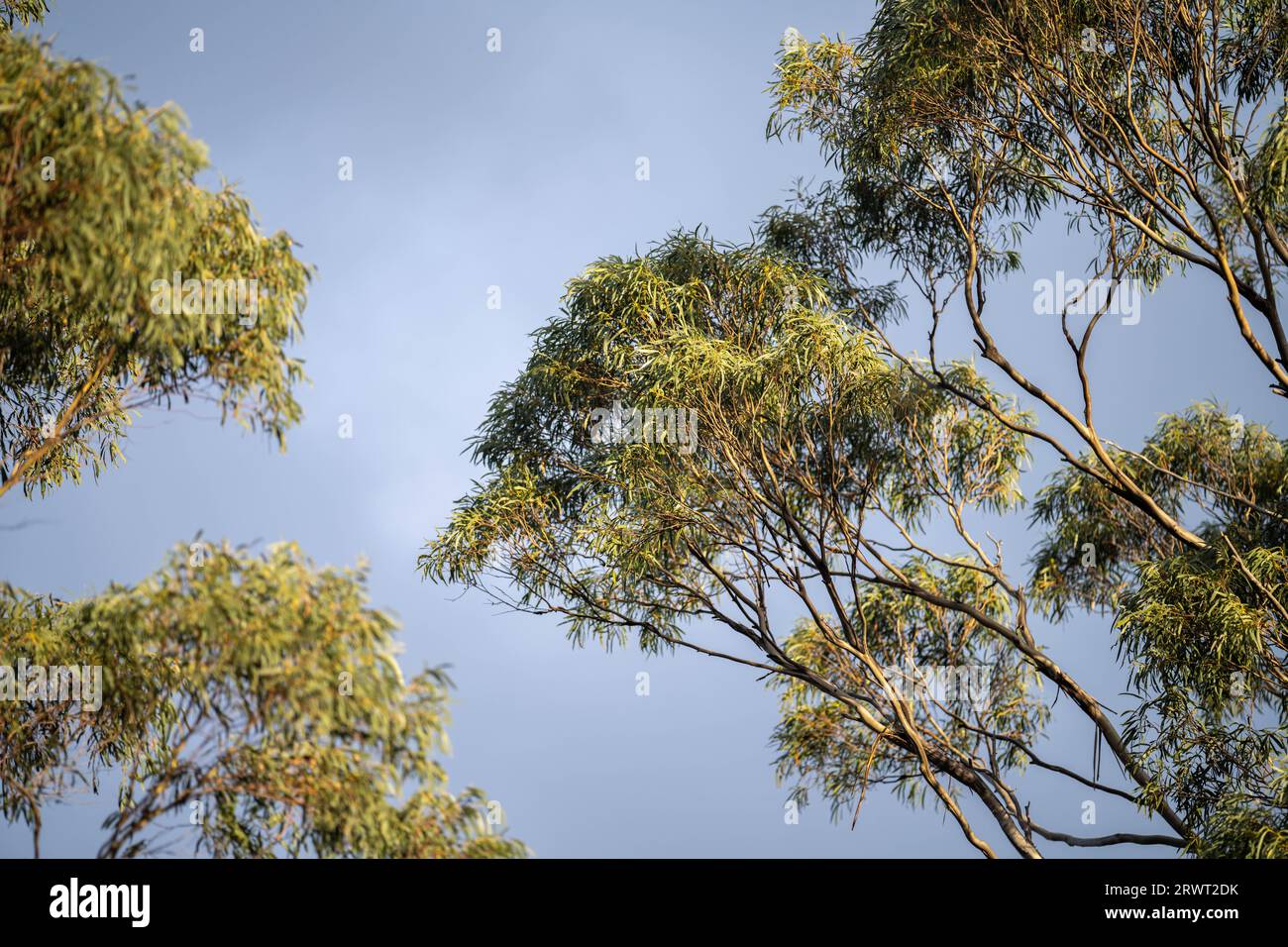 gum tree leaves in the bush in Australia in spring Stock Photo Alamy
