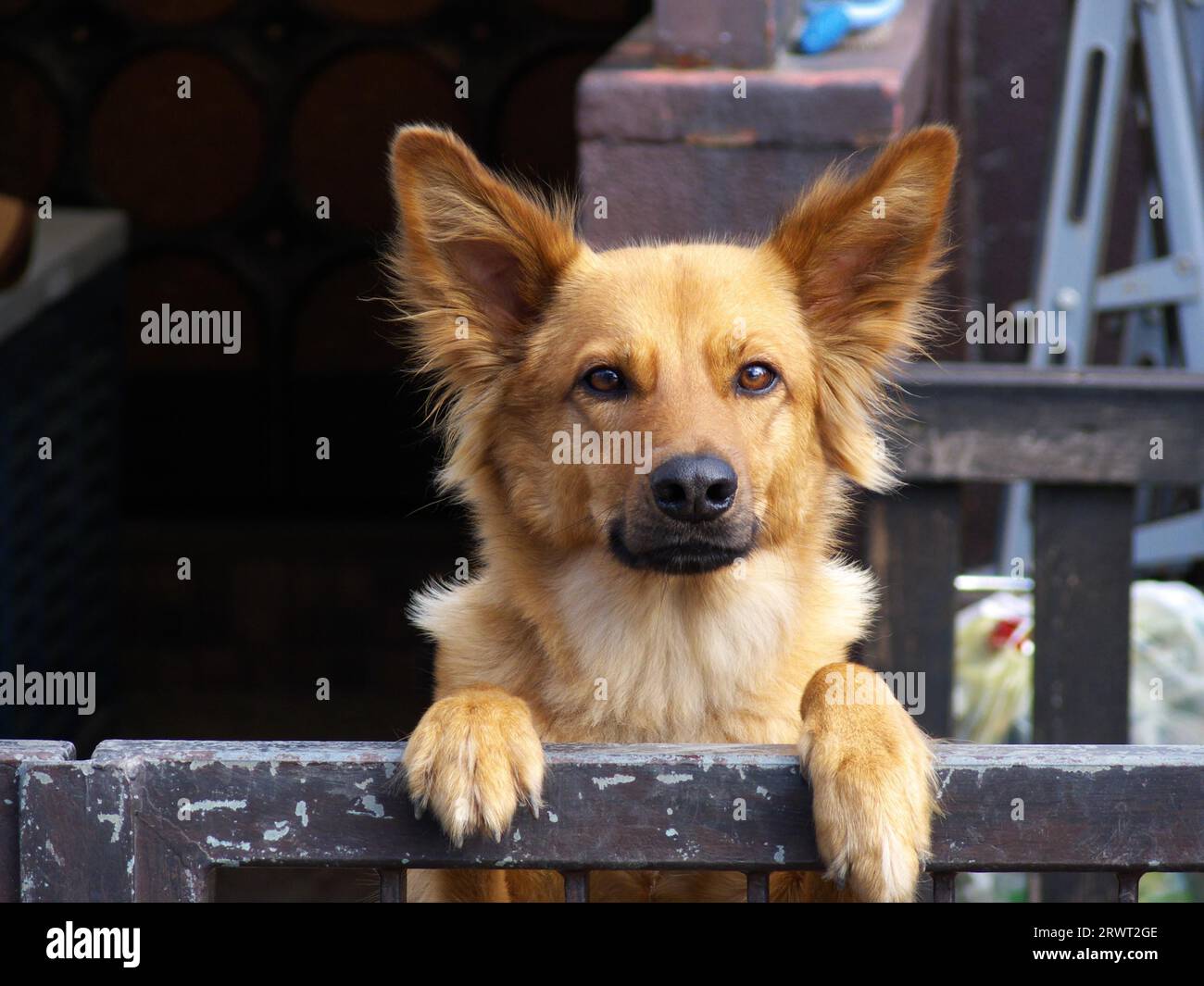 Susu, a three-year-old German shepherd mix, with ears pricked up and both paws on the garden door Stock Photo