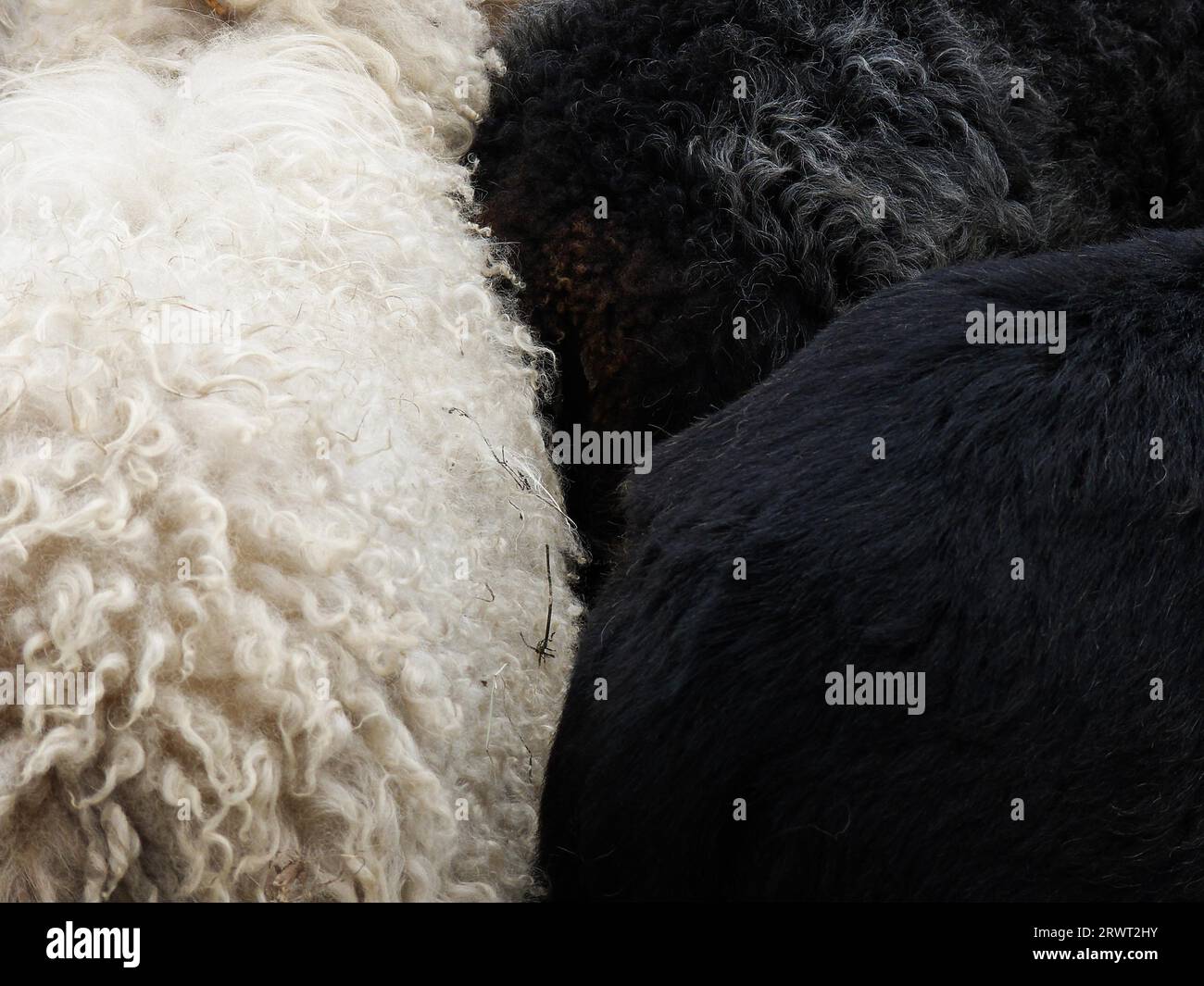 Back view of three goats, once in white and twice in black Stock Photo ...