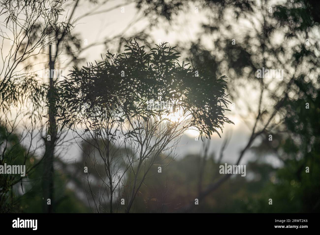 gum tree leaves in the bush in Australia in spring Stock Photo Alamy