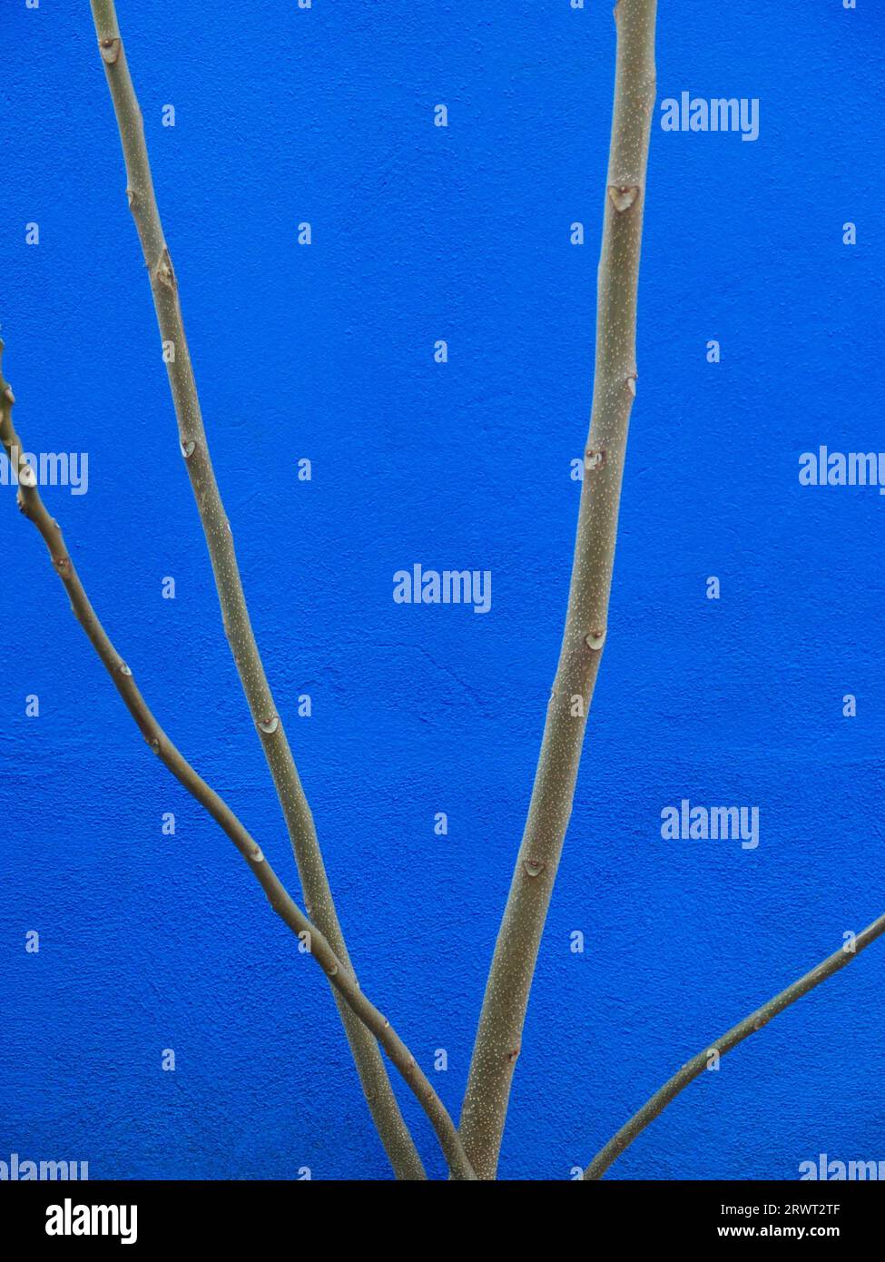 Four branches of different thicknesses in front of a blue painted wall ...