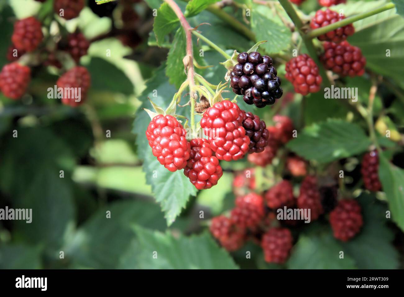 Red and black blackberries on a bush, full size Stock Photo Alamy