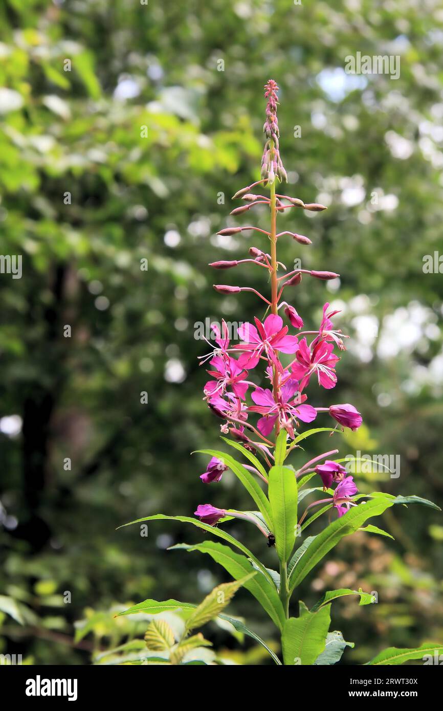 (Epilobium parviflorum), narrow-leaved willowherb, medicinal plant, background forest in blur Stock Photo