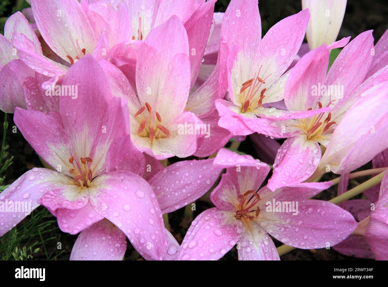 Some flowering plants of the autumn crocus, full size Stock Photo