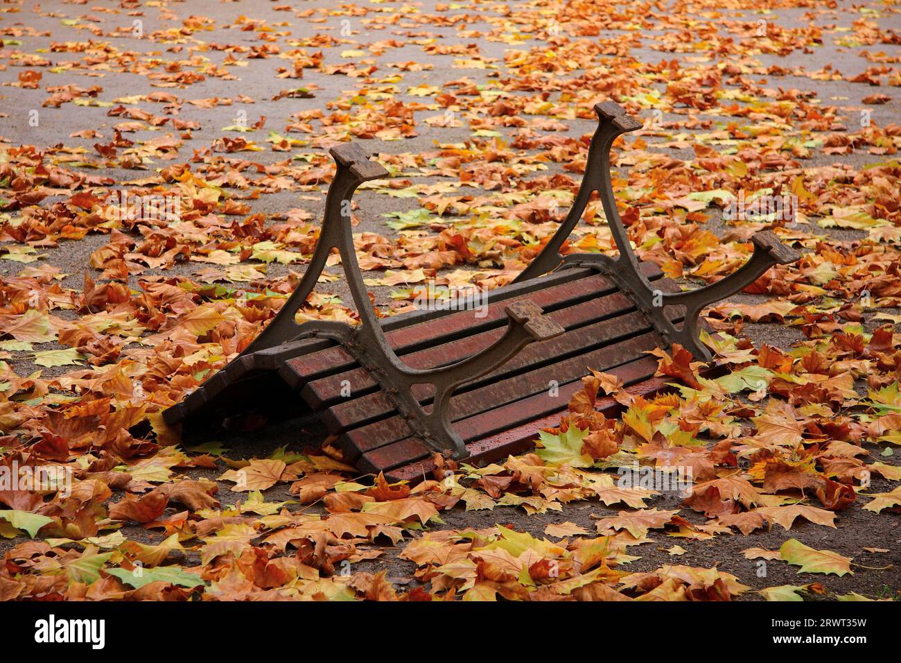 Wooden bench turned upside down amidst colourful maple leaves Stock ...