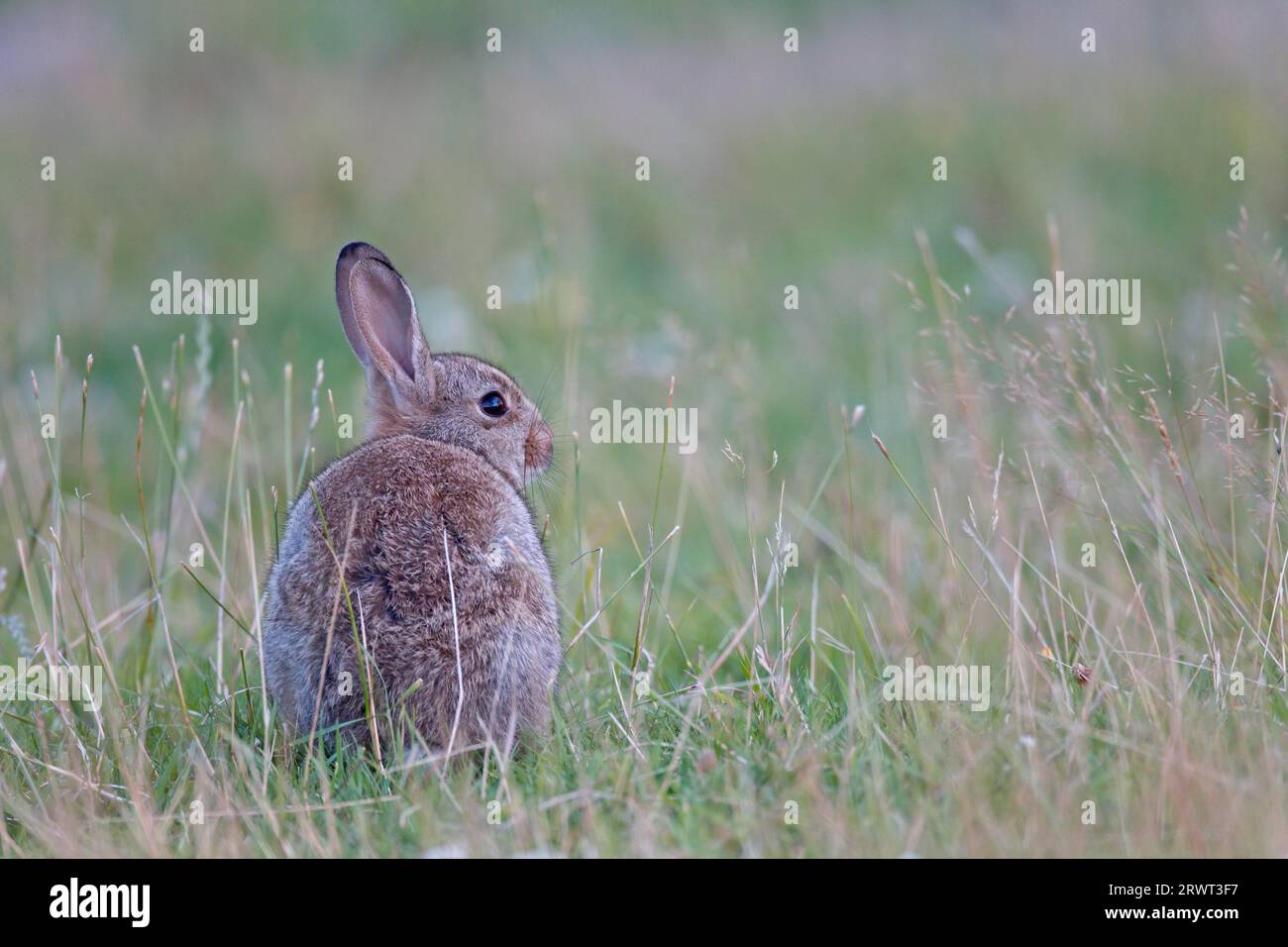 European rabbit (Oryctolagus cuniculus), the newborns are helpless and ...
