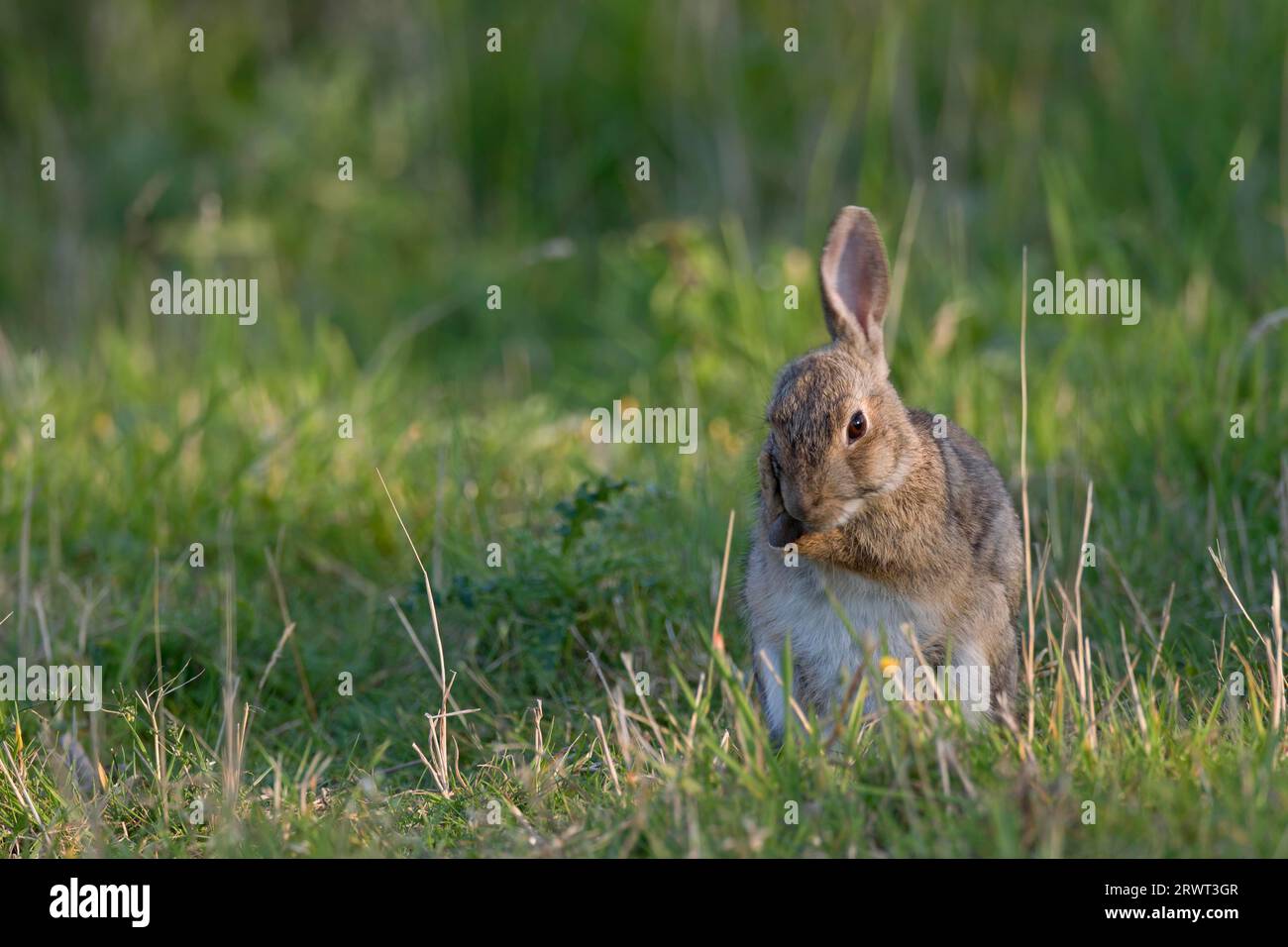 European rabbit, in many places the animals are dawn and night active