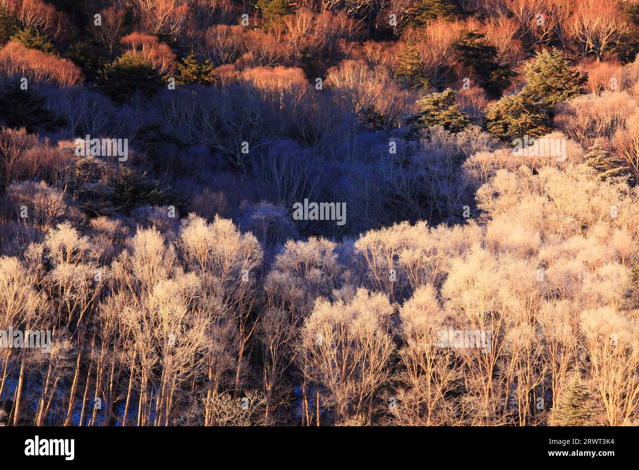 Fog and ice forest in the south-southwest direction seen from the Ochiai Bridge in the morning Stock Photo