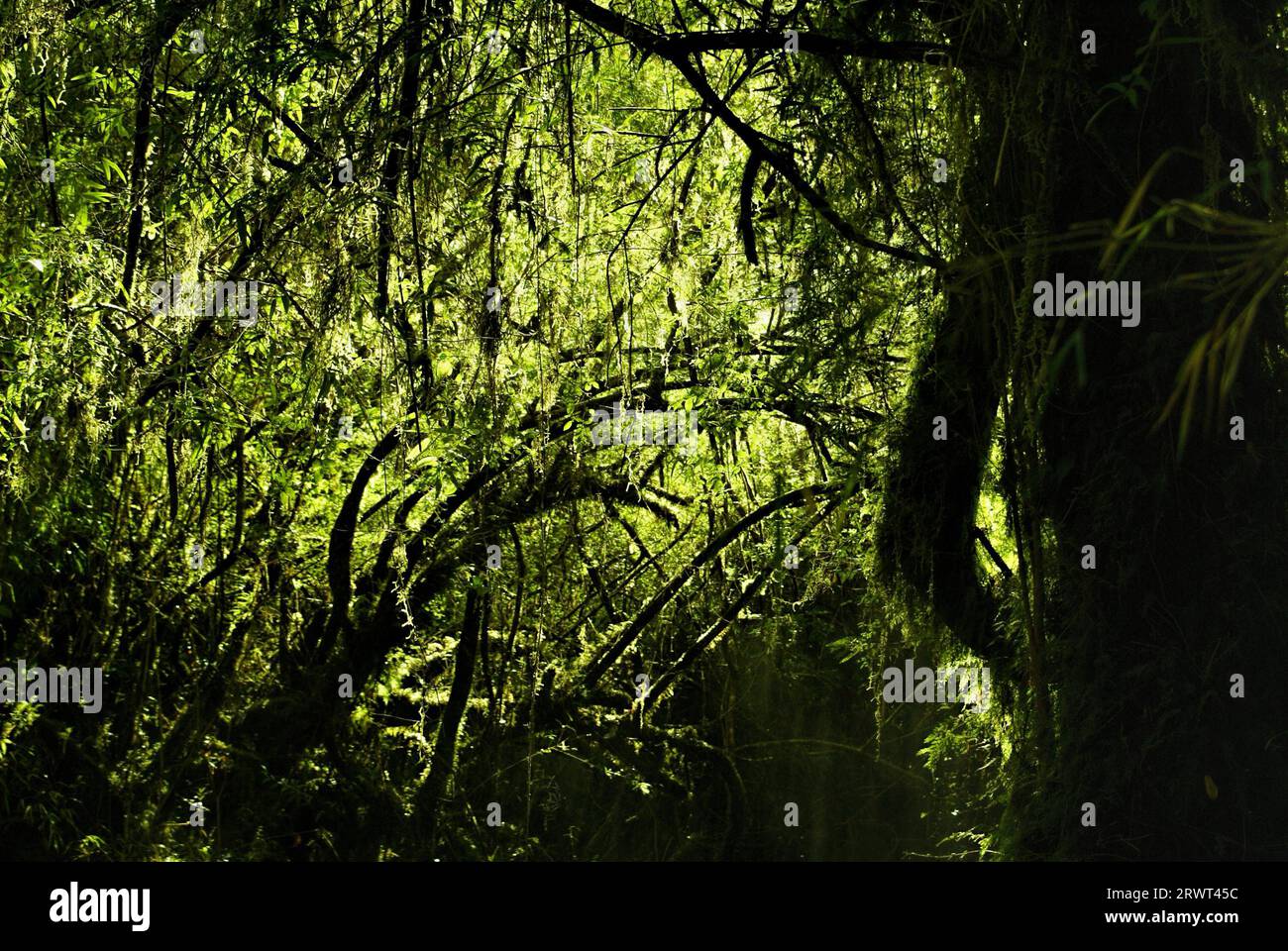 Picturesque view of forest plunged into darkness by dense branches in Alerce Andino national park Stock Photo
